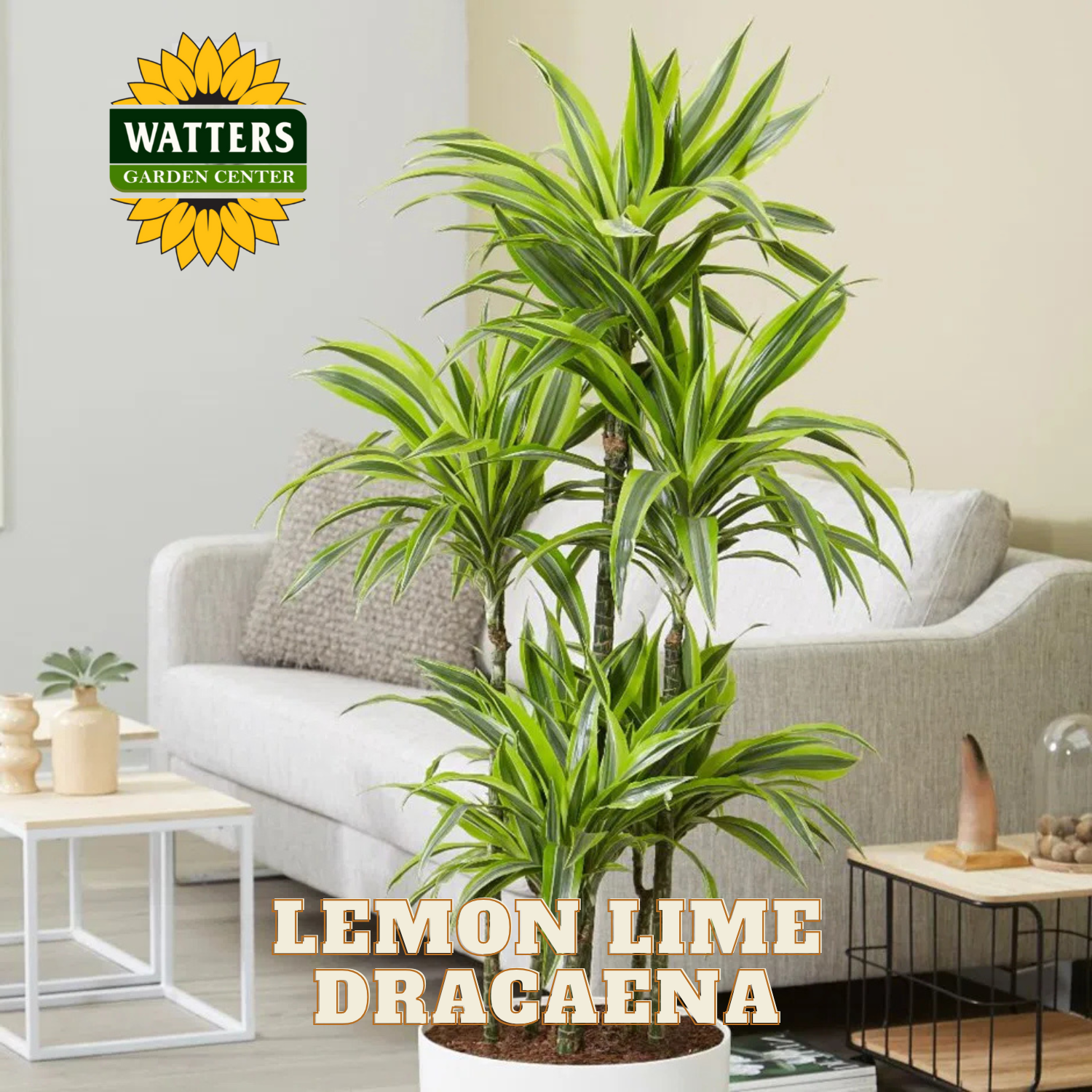 Lemon Lime Dracaena plant in a living room setting with Watters Garden Center logo.