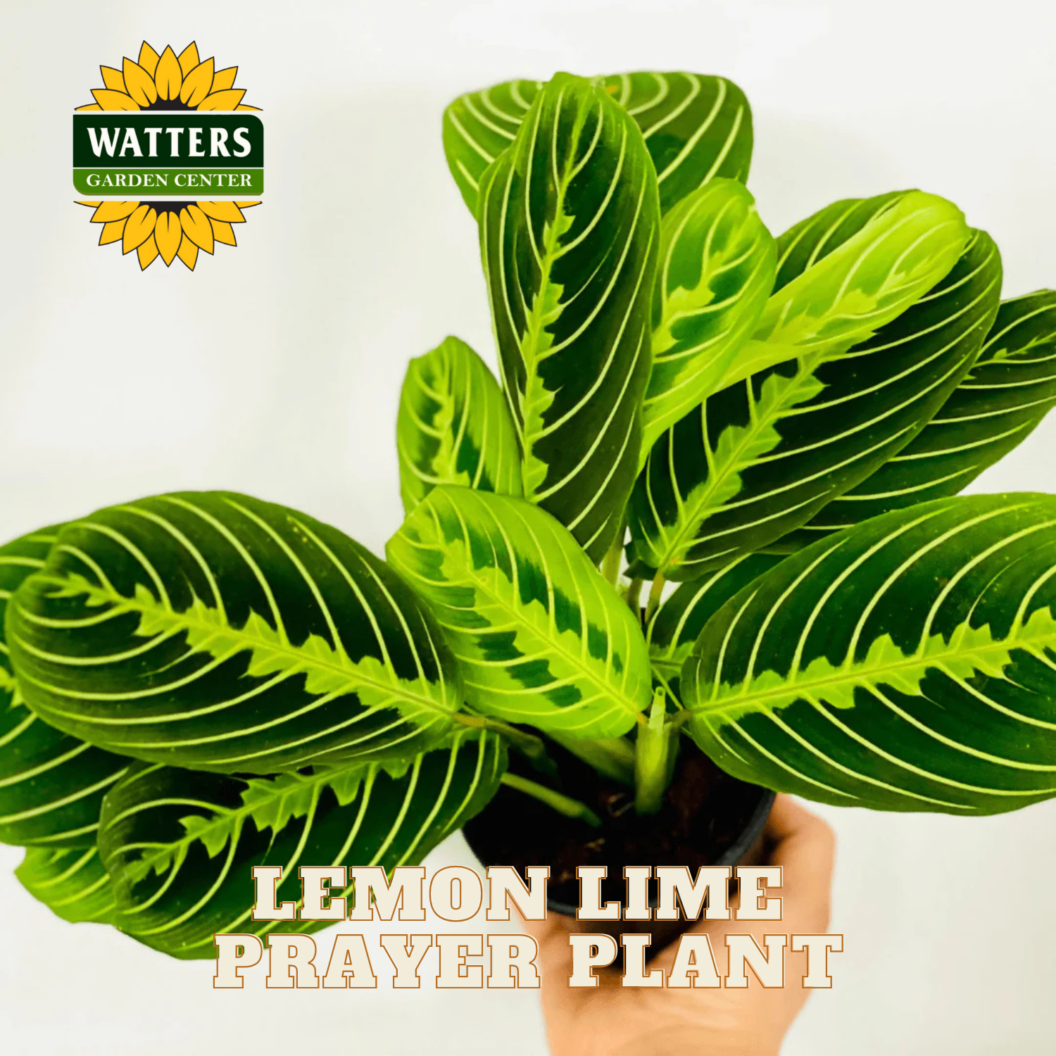 Potted Lemon Lime Prayer Plant with Watters Garden Center logo