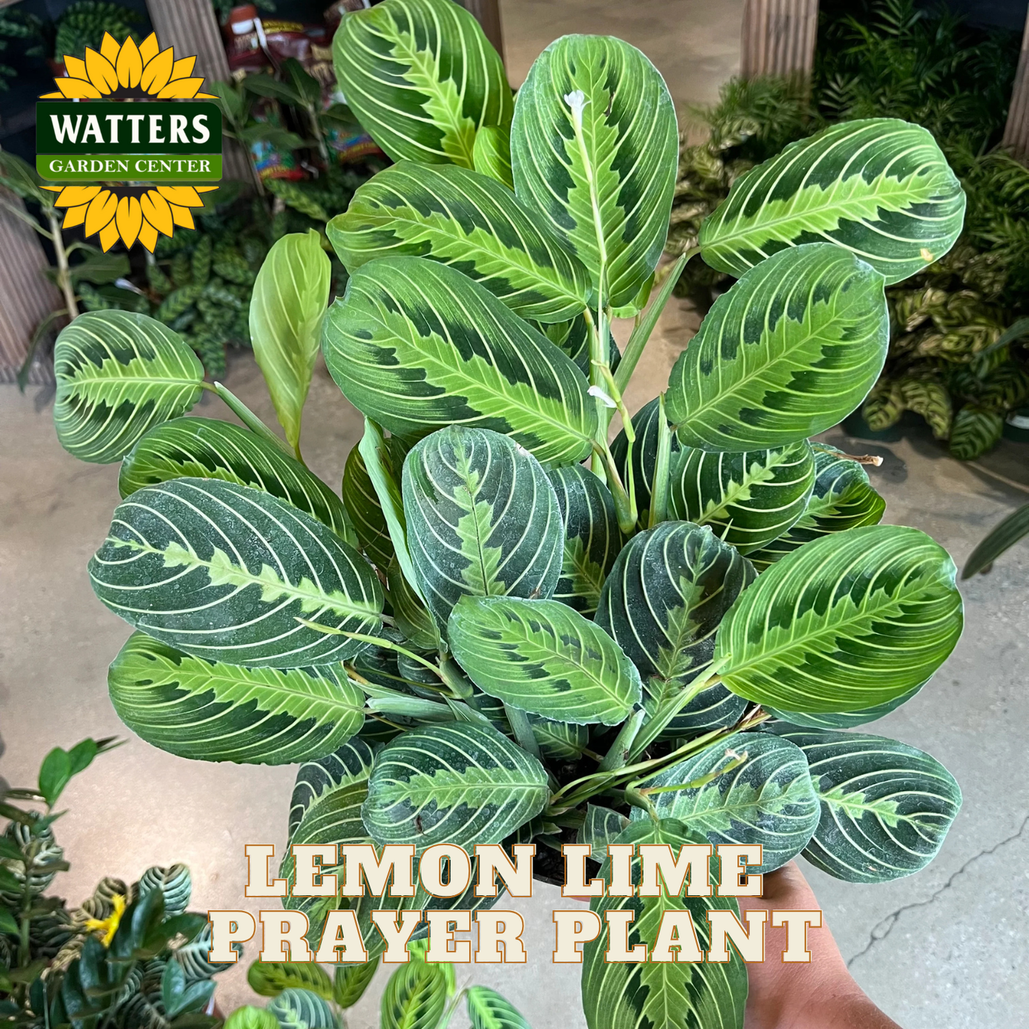 Lemon Lime Prayer Plant with Watters Garden Center branding in the background