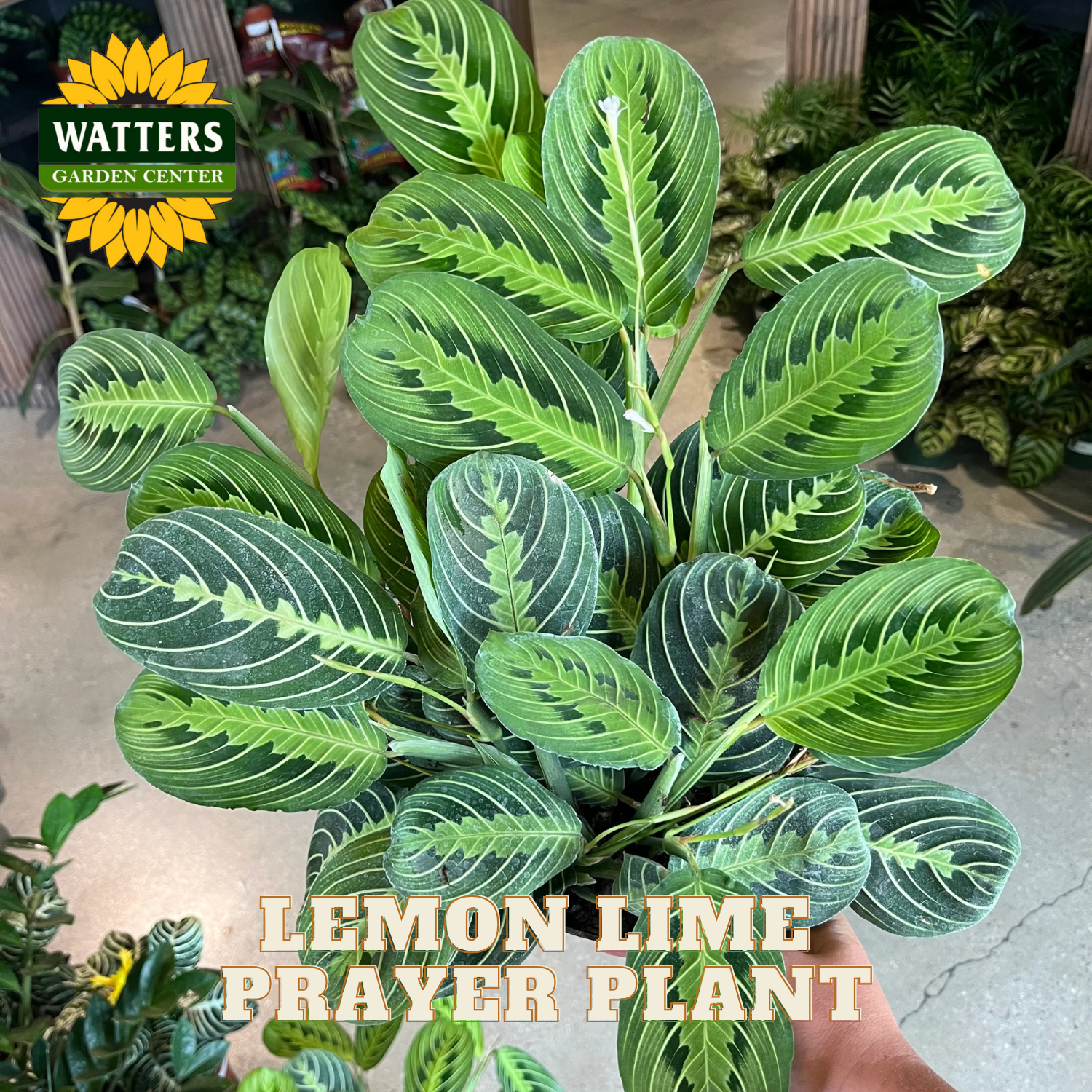 Lemon Lime Prayer Plant with Watters Garden Center branding in the background