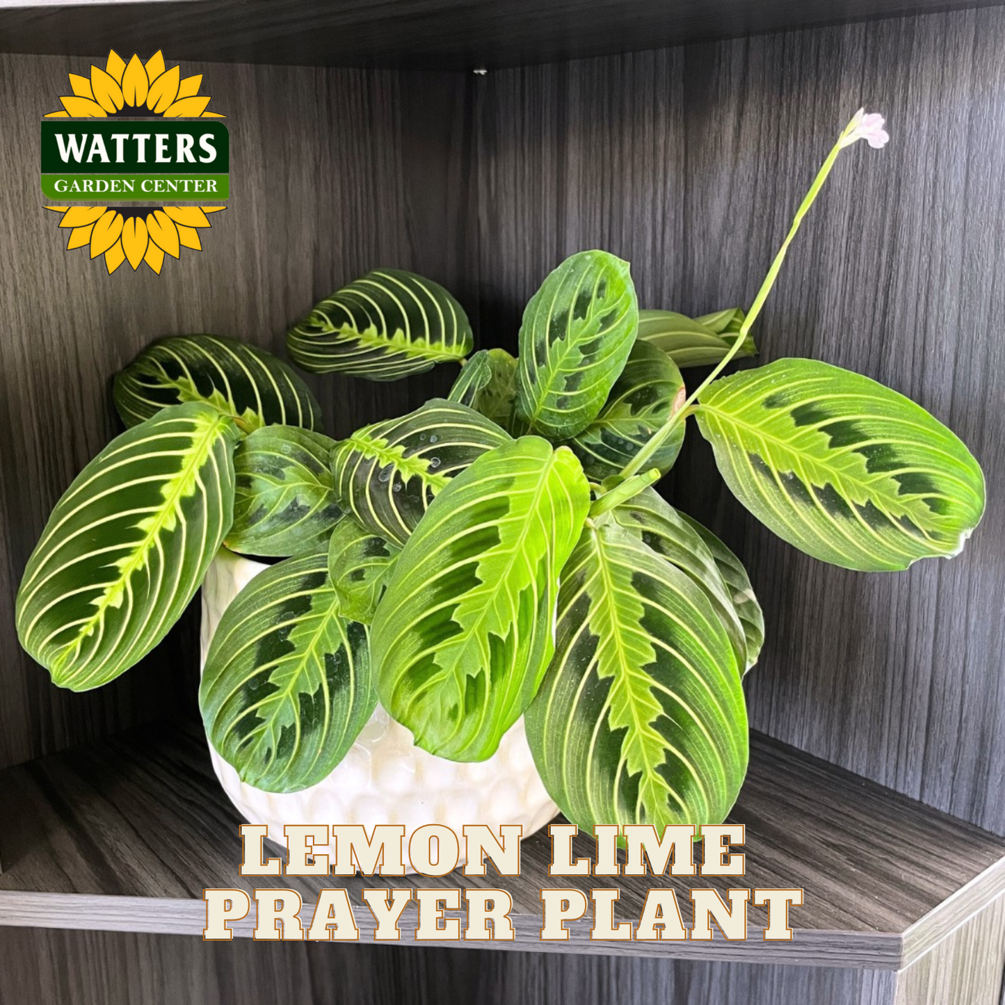 Potted Lemon Lime Prayer Plant with Watters Garden Center logo