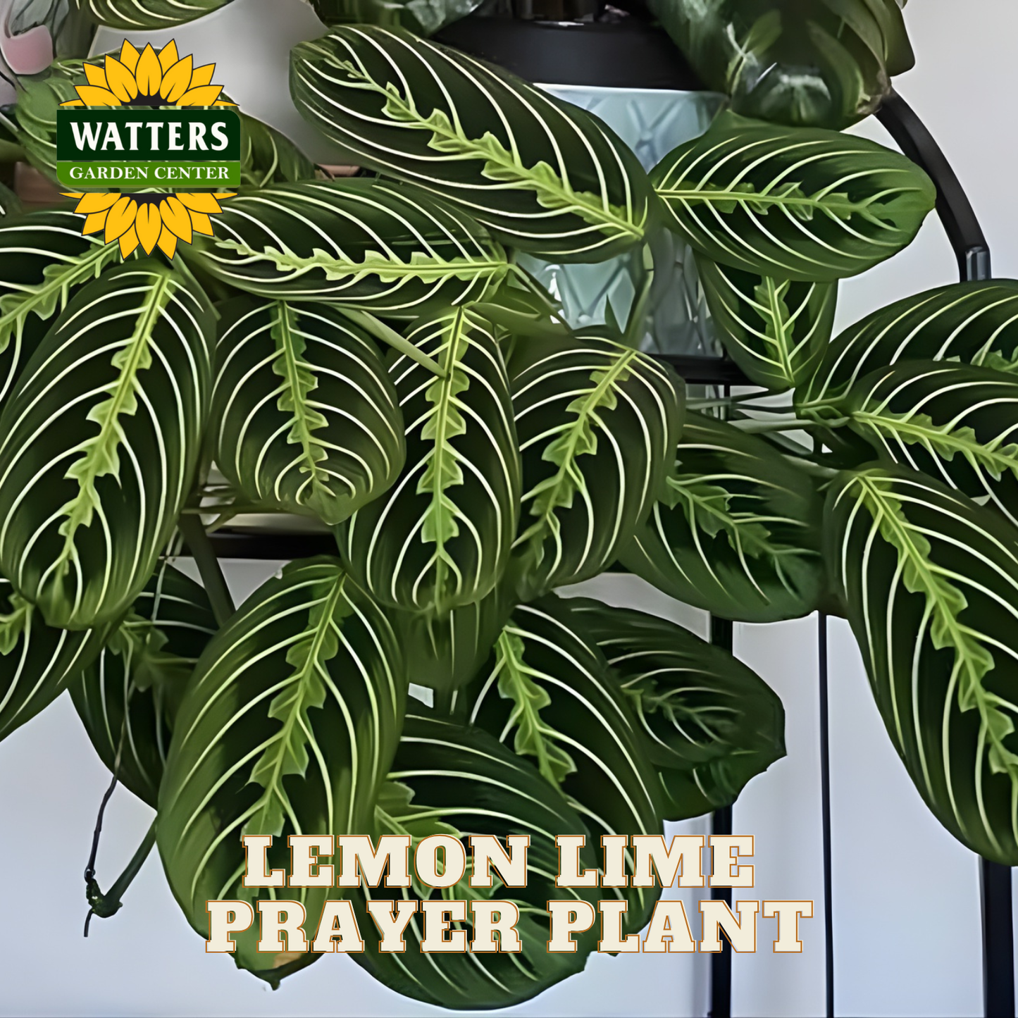 Lemon Lime Prayer Plant with Watters Garden Center logo