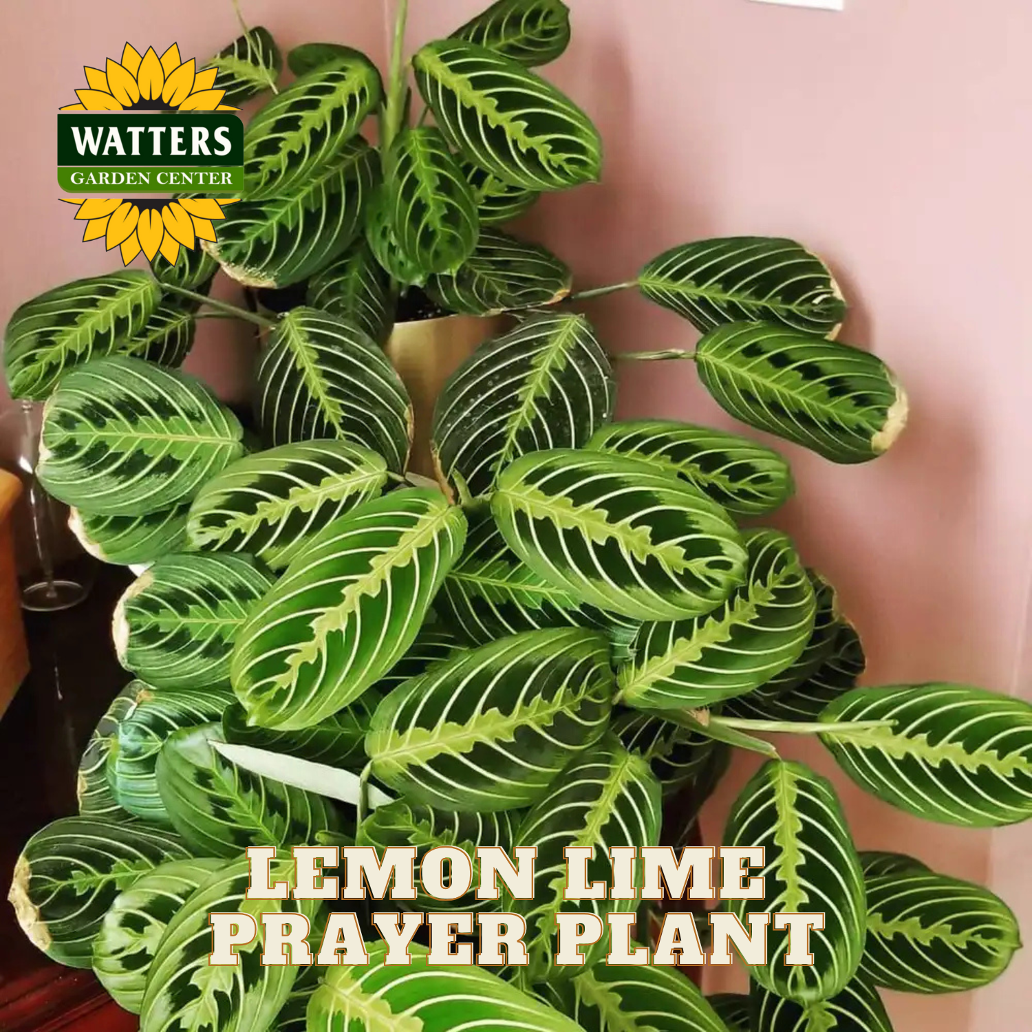 Lemon Lime Prayer Plant with Watters Garden Center logo