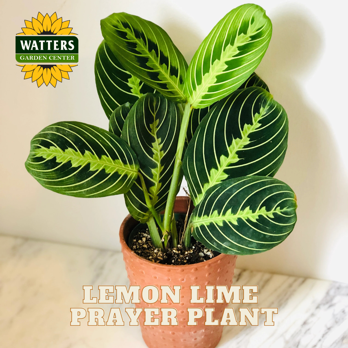 Potted Lemon Lime Prayer Plant with Watters Garden Center logo