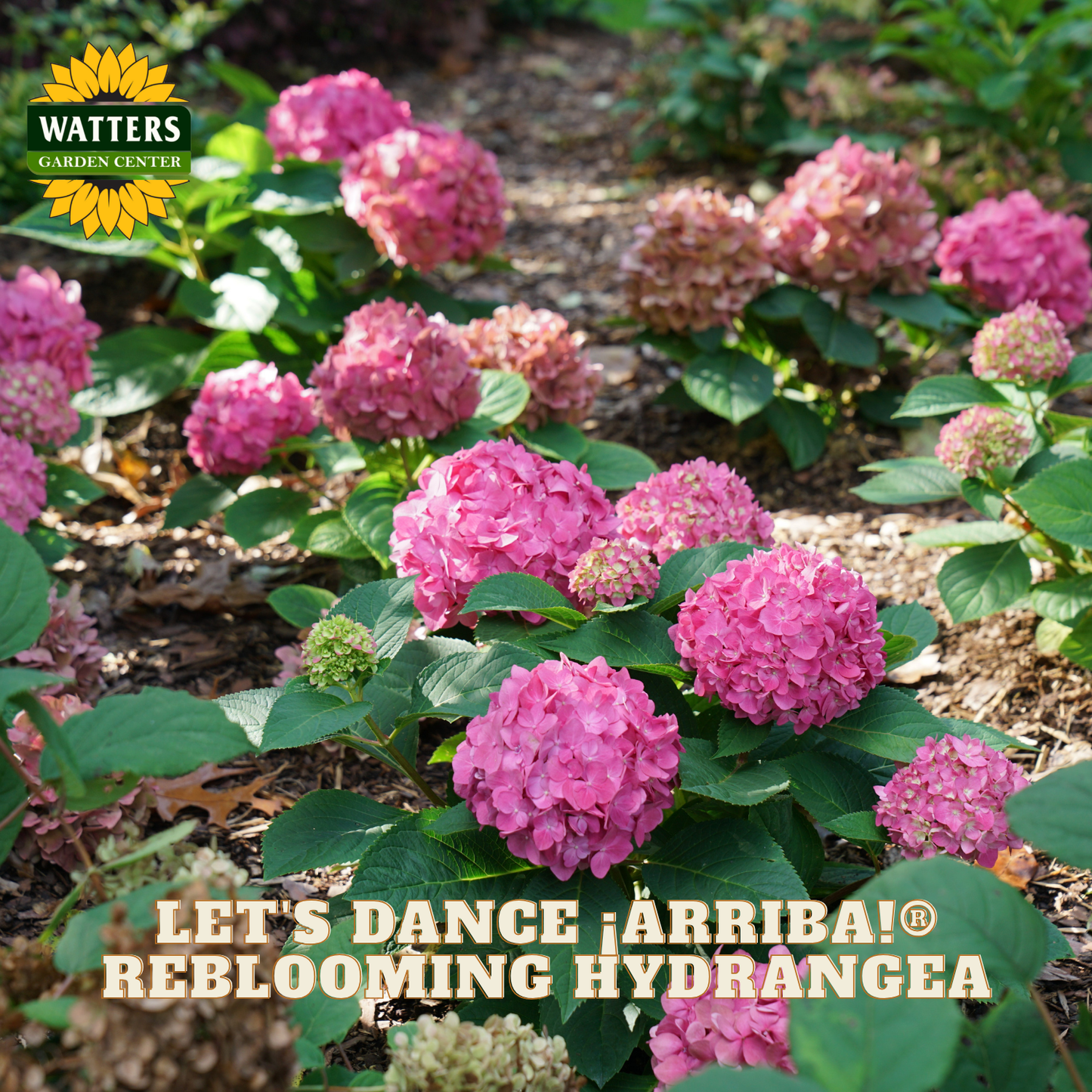 Pink and purple hydrangeas with 'Watters Garden Center' logo and text overlay.