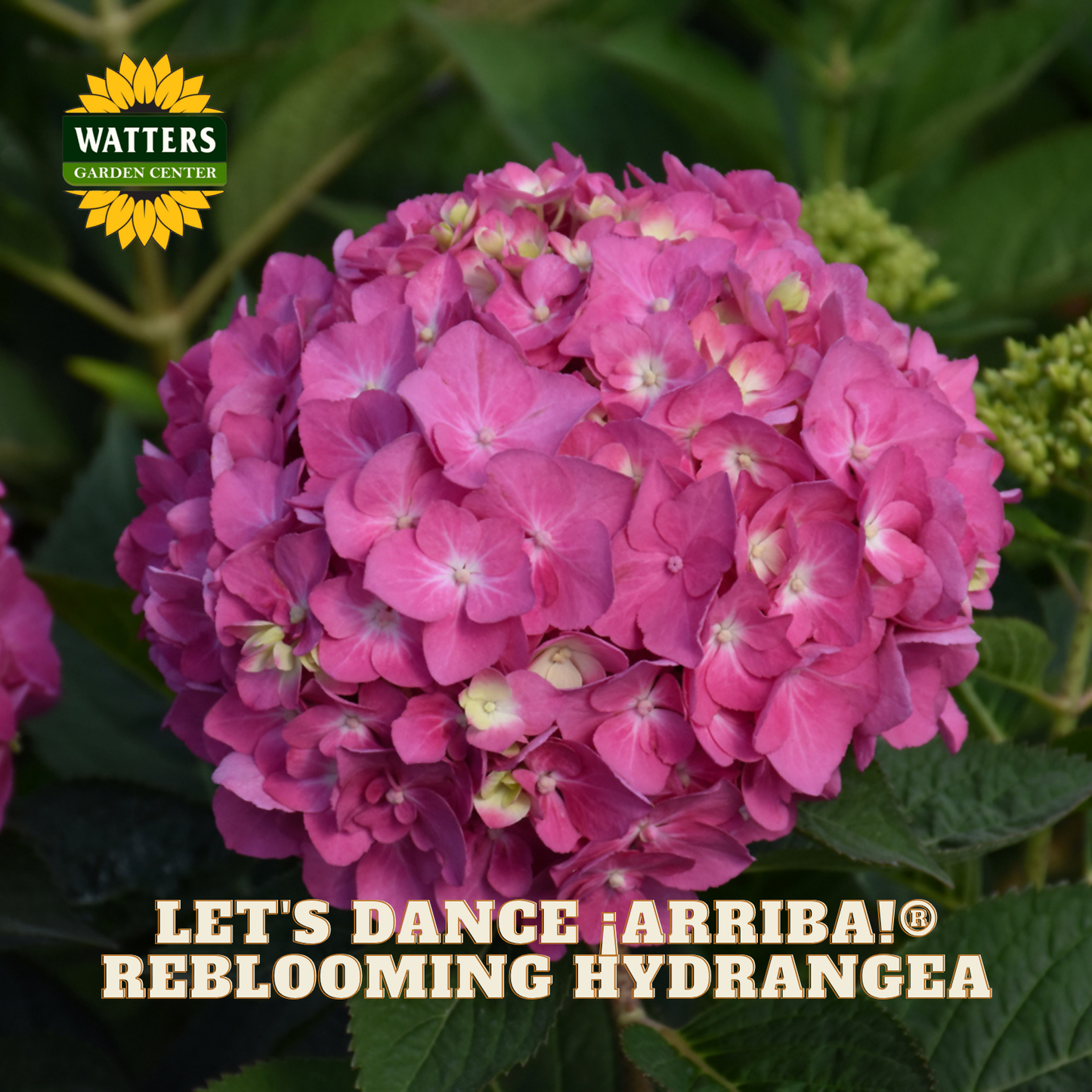 Pink and purple hydrangeas with 'Watters Garden Center' logo and text overlay.