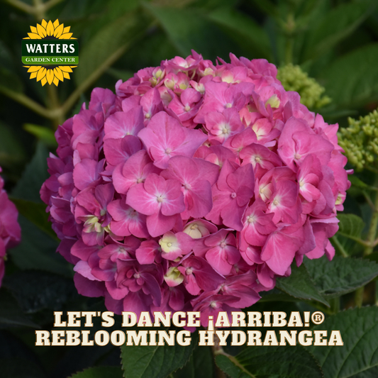 Pink and purple hydrangeas with 'Watters Garden Center' logo and text overlay.