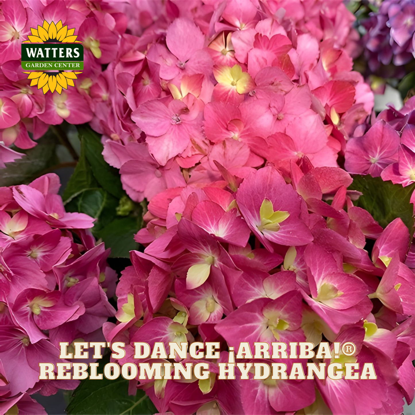 Pink and purple hydrangeas with 'Watters Garden Center' logo and text overlay.