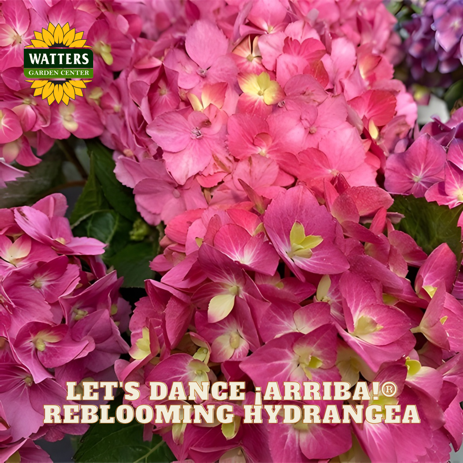 Pink and purple hydrangeas with 'Watters Garden Center' logo and text overlay.