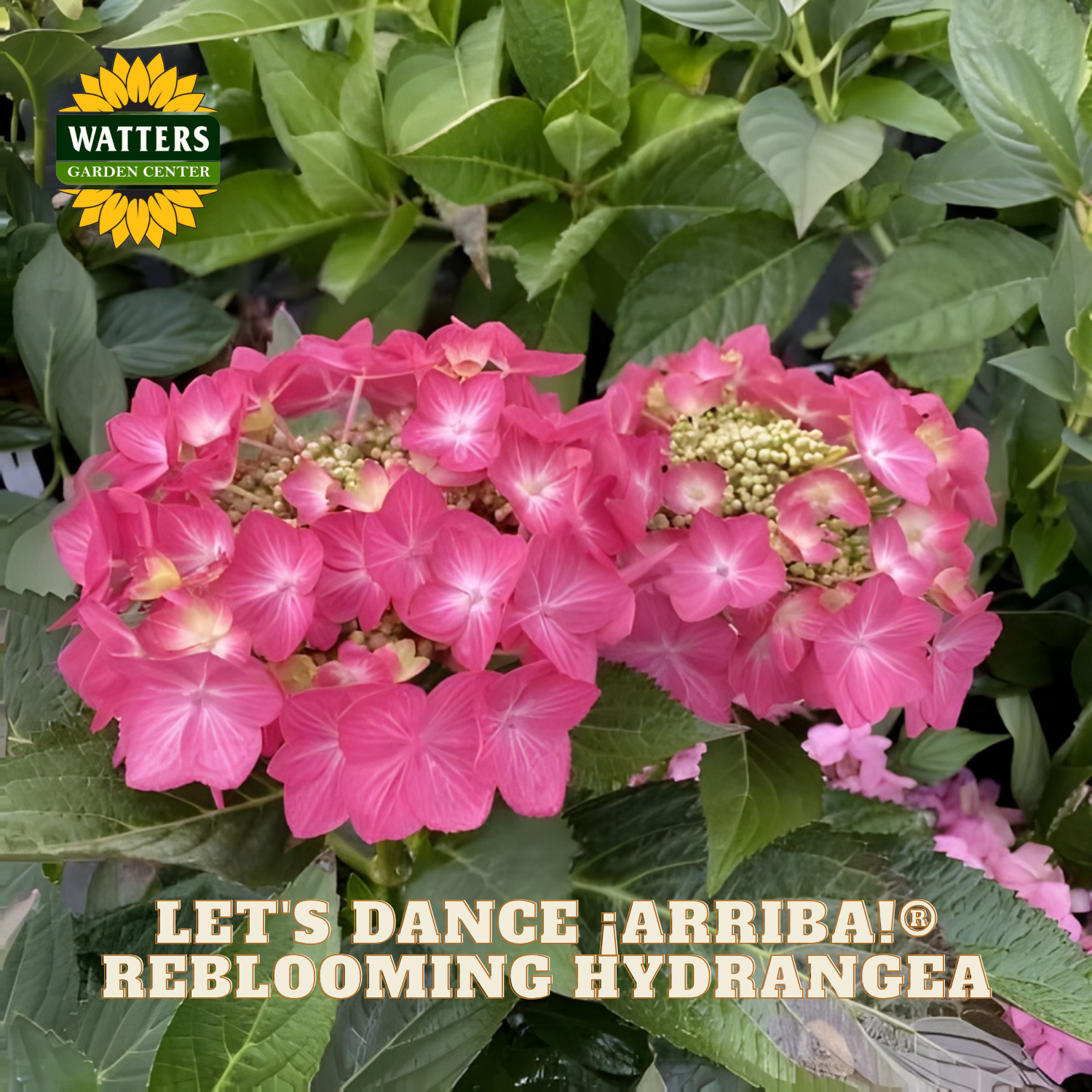 Pink and purple hydrangeas with 'Watters Garden Center' logo and text overlay.