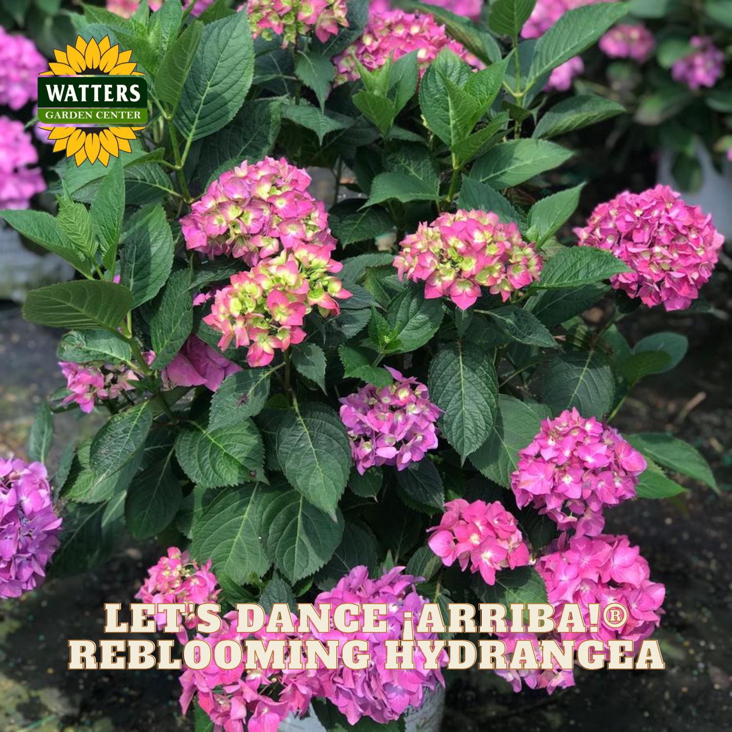 Pink hydrangea plant with green leaves and 'Watters Garden Center' logo.