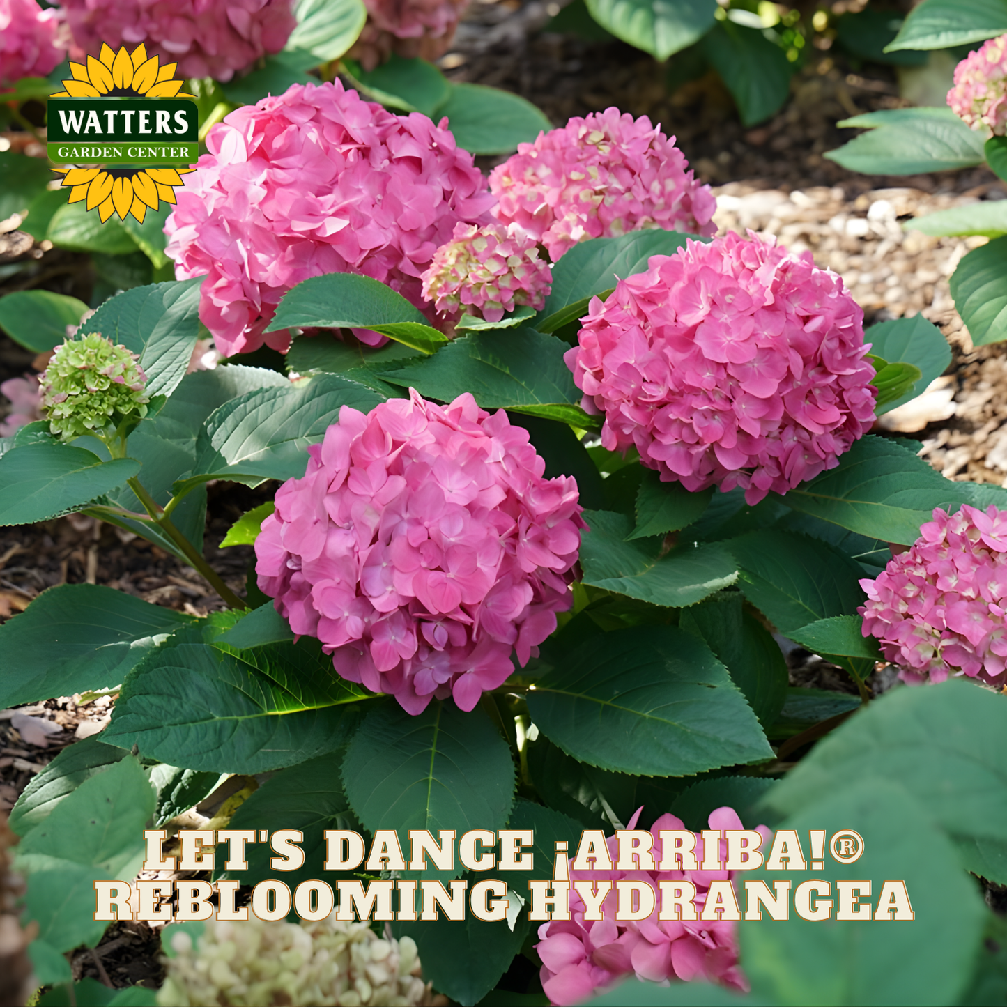 Pink and purple hydrangeas with 'Watters Garden Center' logo and text overlay.