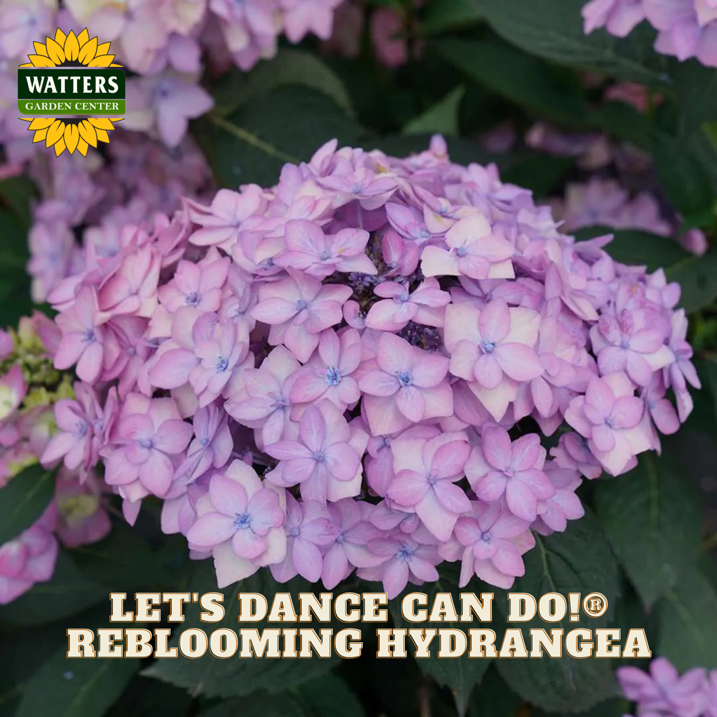 Purple hydrangea flower with Watters Garden Center branding and text about reblooming hydrangea.