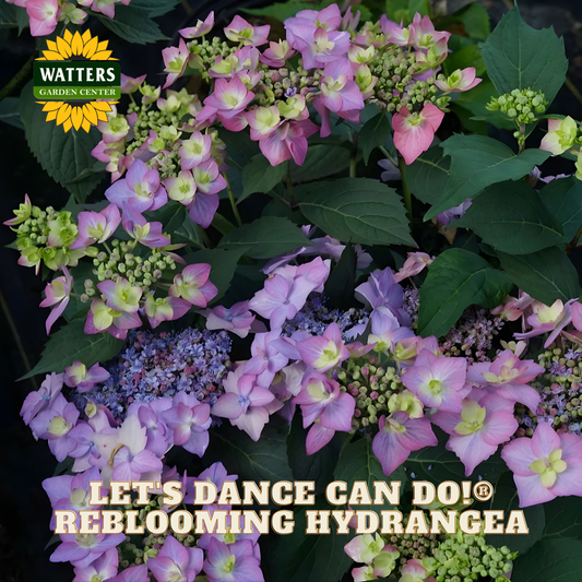 Blooming hydrangea plant with pink and green flowers and Watters Garden Center branding.