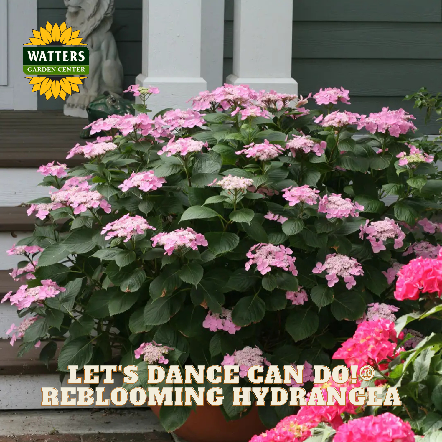 Pink flowering plant with 'Watters Garden Center' branding and text overlay.
