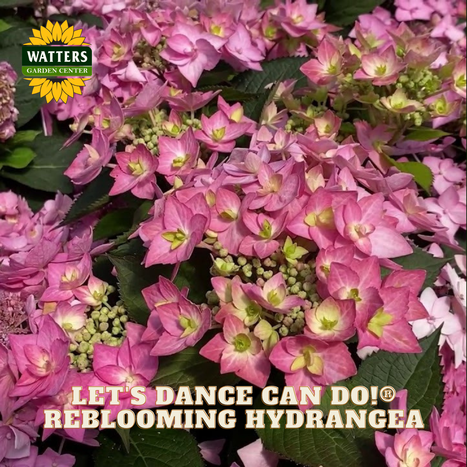 Pink hydrangeas with green leaves and Watters Garden Center branding.