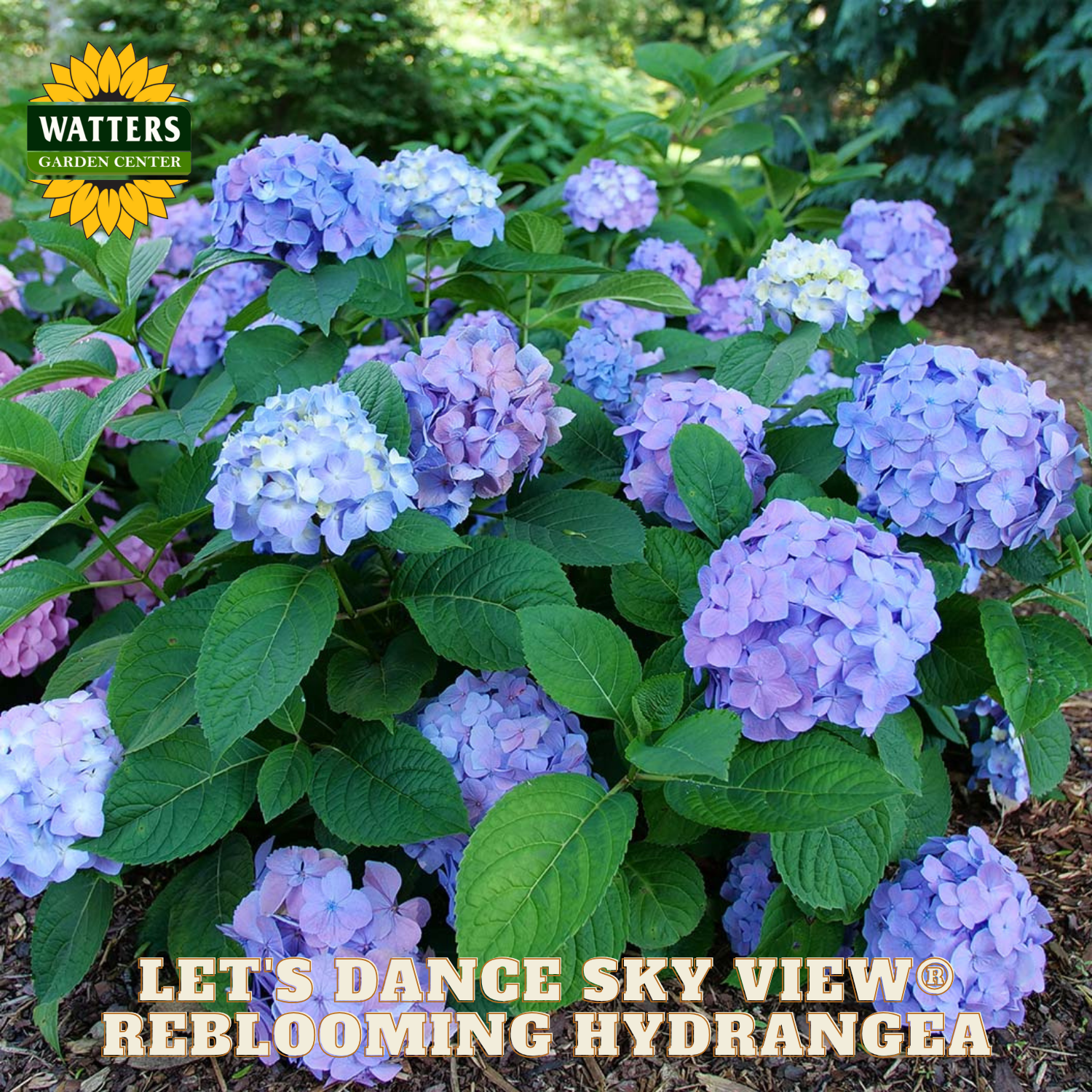Blue hydrangea flowers with green leaves and Watters Garden Center branding.