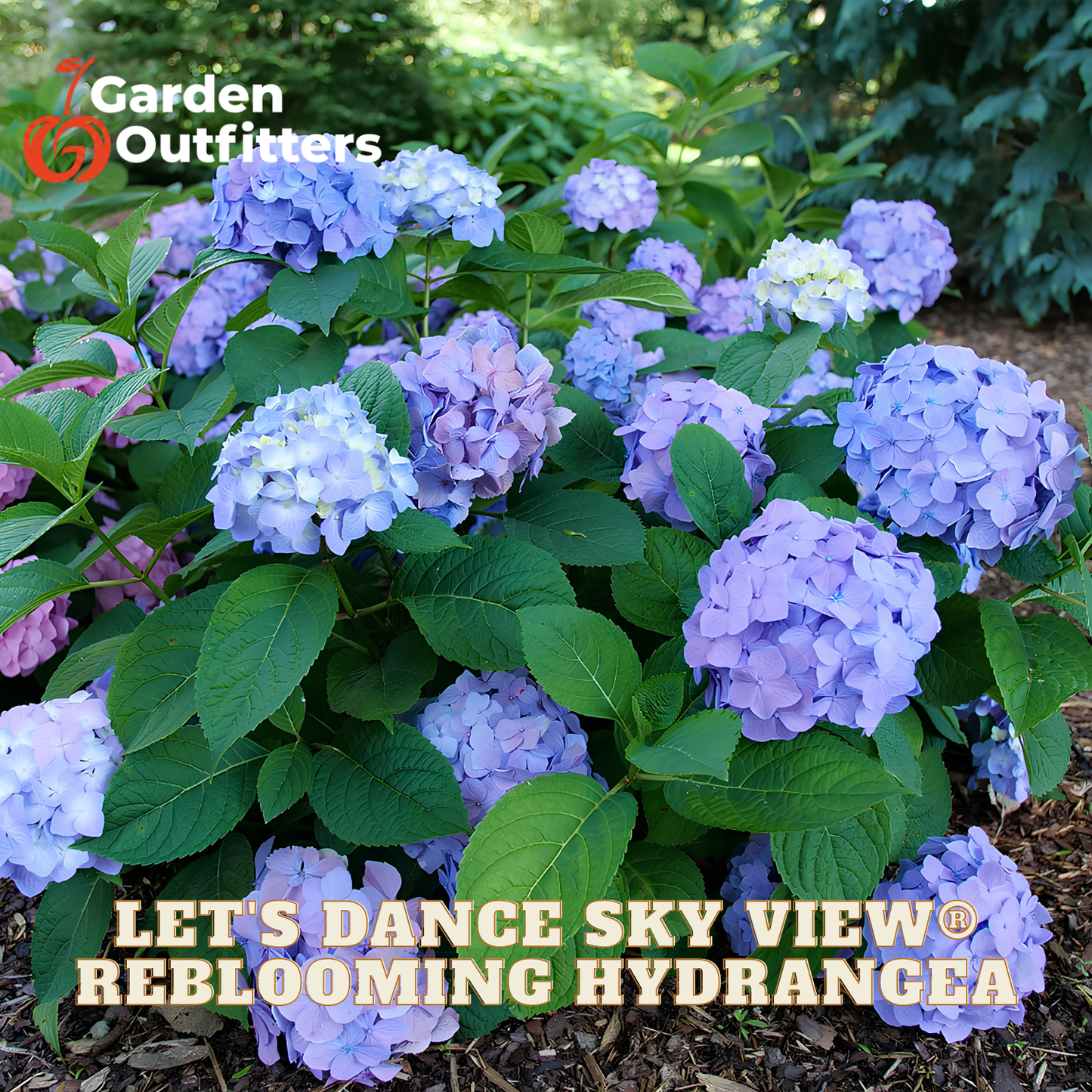 Blooming hydrangea plants with light purple-blue flowers and green leaves in a garden setting, with Garden Outfitters branding and a text overlay reading 'LET'S DANCE SKY VIEW REBLOOMING HYDRANGEA'.