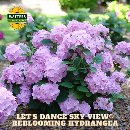 Pink hydrangea plant with 'Watters Garden Center' logo and text about 'Let's Dance Sky View Reblooming Hydrangea'.