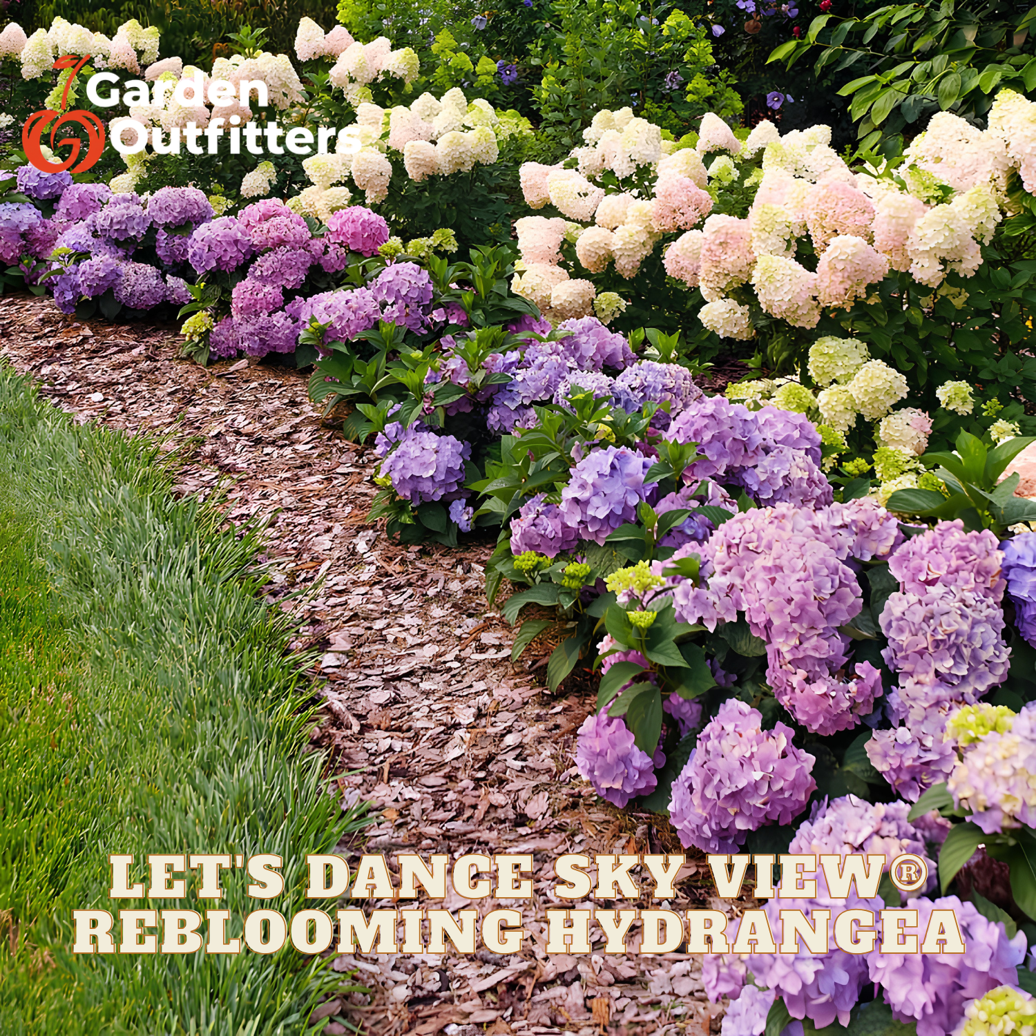 A garden bed filled with blooming hydrangea bushes in shades of purple, lavender, cream, and white, planted in a mulch path beside green grass. Prominent text overlays read 'Garden Outfitter' in the top-left and 'LET'S DANCE SKY VIEW © REBLOOMING HYDRANGEA' at the bottom.