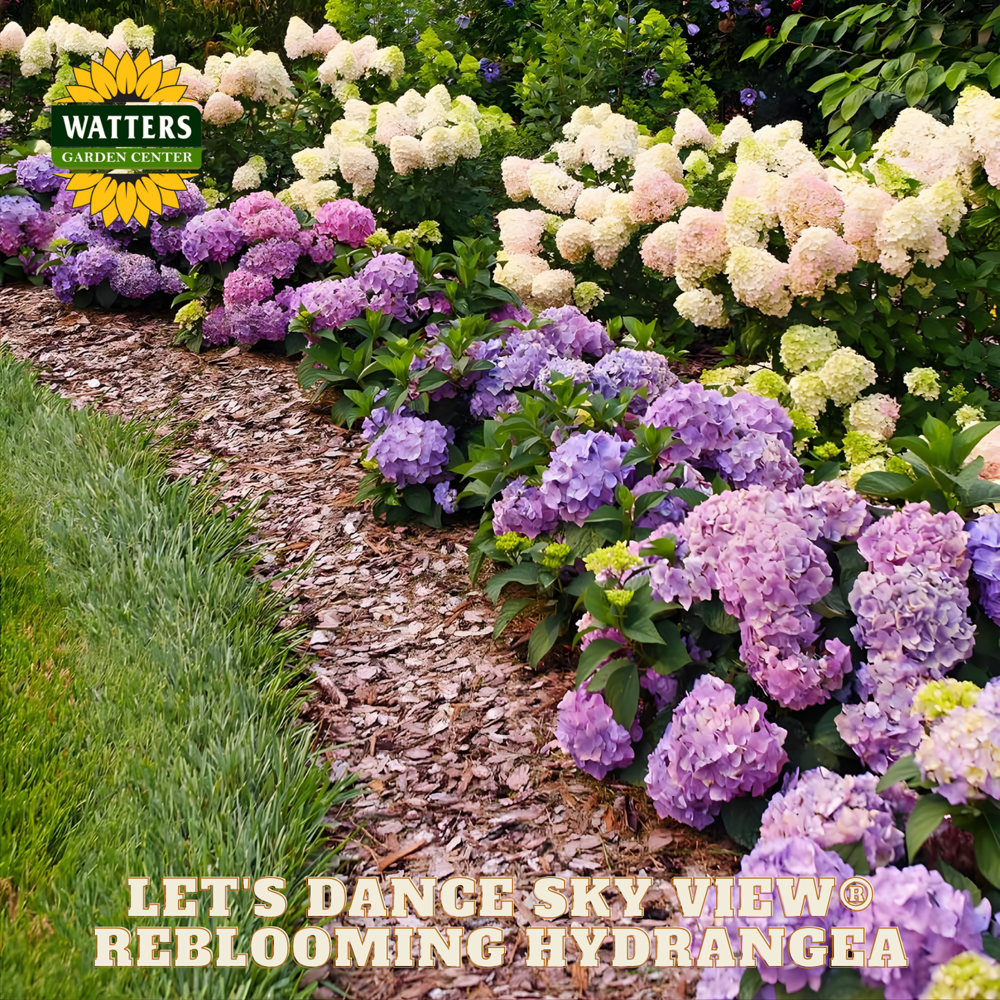 Colorful hydrangeas in a garden with Watters Garden Center branding.