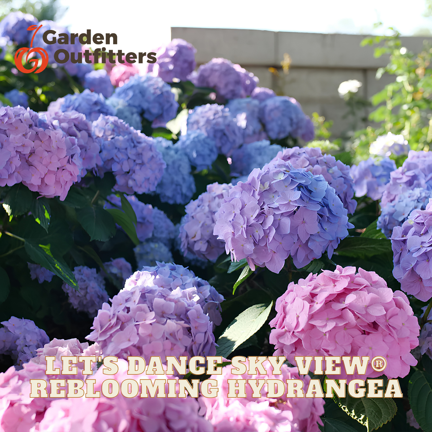 Blooming hydrangea flowers in pink, purple, and blue with green leaves, shown outdoors with Garden Outfitters branding and the text 'LET'S DANCE SKY VIEW REBLOOMING HYDRANGEA' overlaid.
