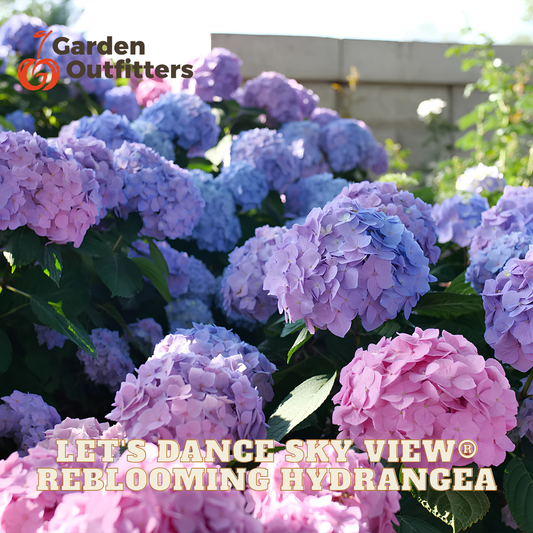 Blooming hydrangea flowers in pink, purple, and blue with green leaves, shown outdoors with Garden Outfitters branding and the text 'LET'S DANCE SKY VIEW REBLOOMING HYDRANGEA' overlaid.