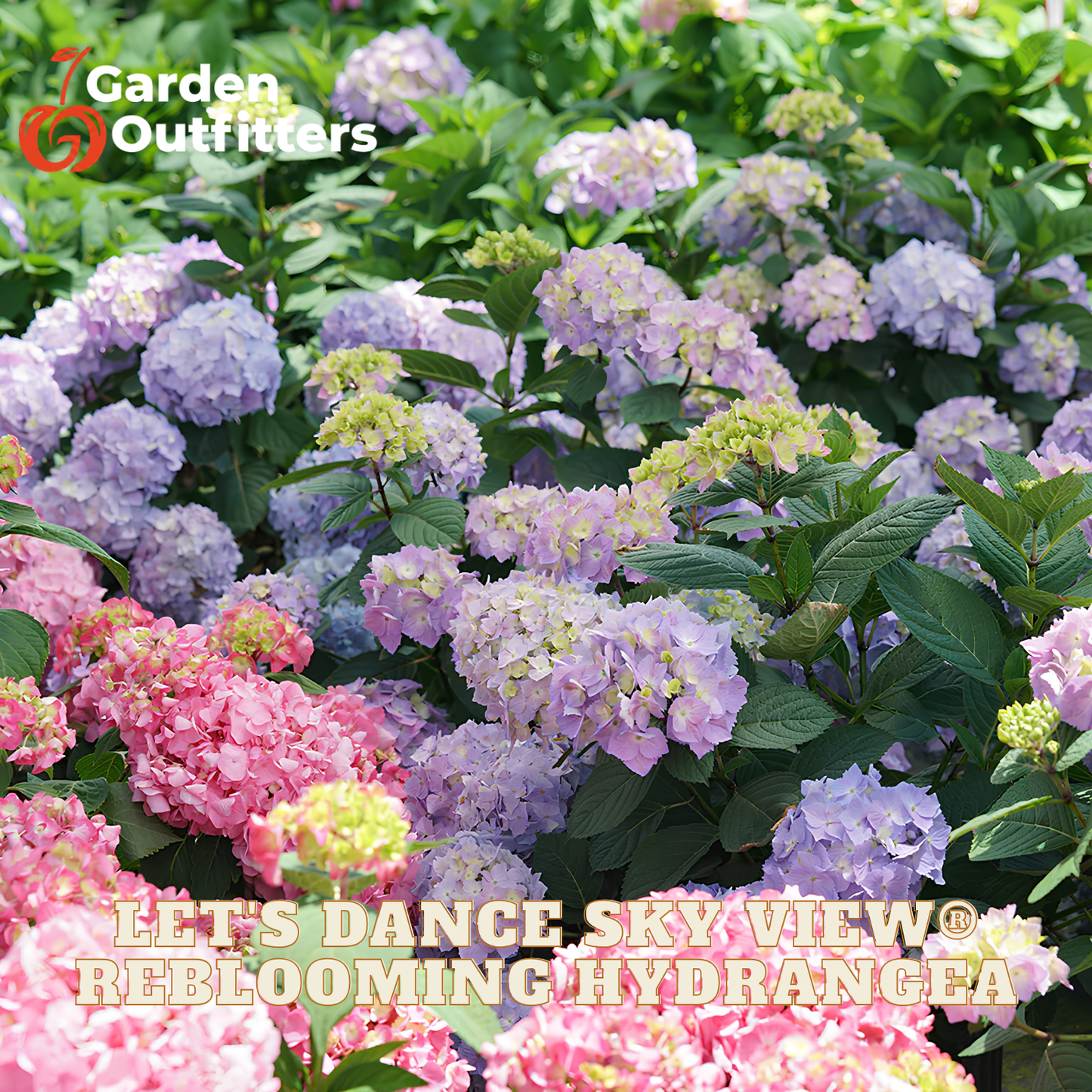 A close-up of blooming hydrangea bushes with pink, lavender, and light purple flowers mixed with green leaves. A Garden Outfitters logo appears in the top left, and text at the bottom reads 'LET'S DANCE SKY VIEW REBLOOMING HYDRANGEA'.