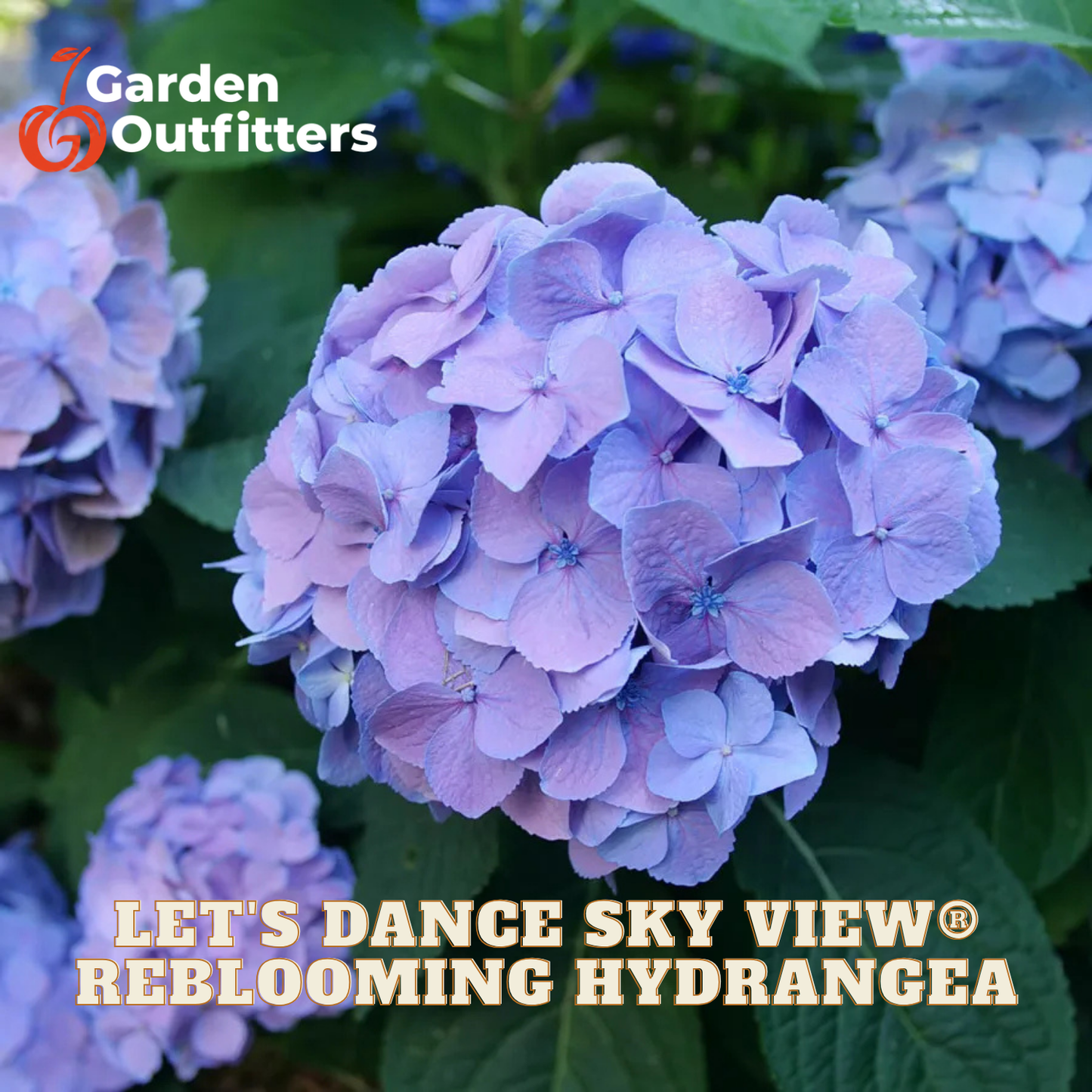 A close-up of a blooming hydrangea flower in soft lavender-purple tones with green leaves, overlaid with Garden Outfitters branding and the text 'LET'S DANCE SKY VIEW REBLOOMING HYDRANGEA'.