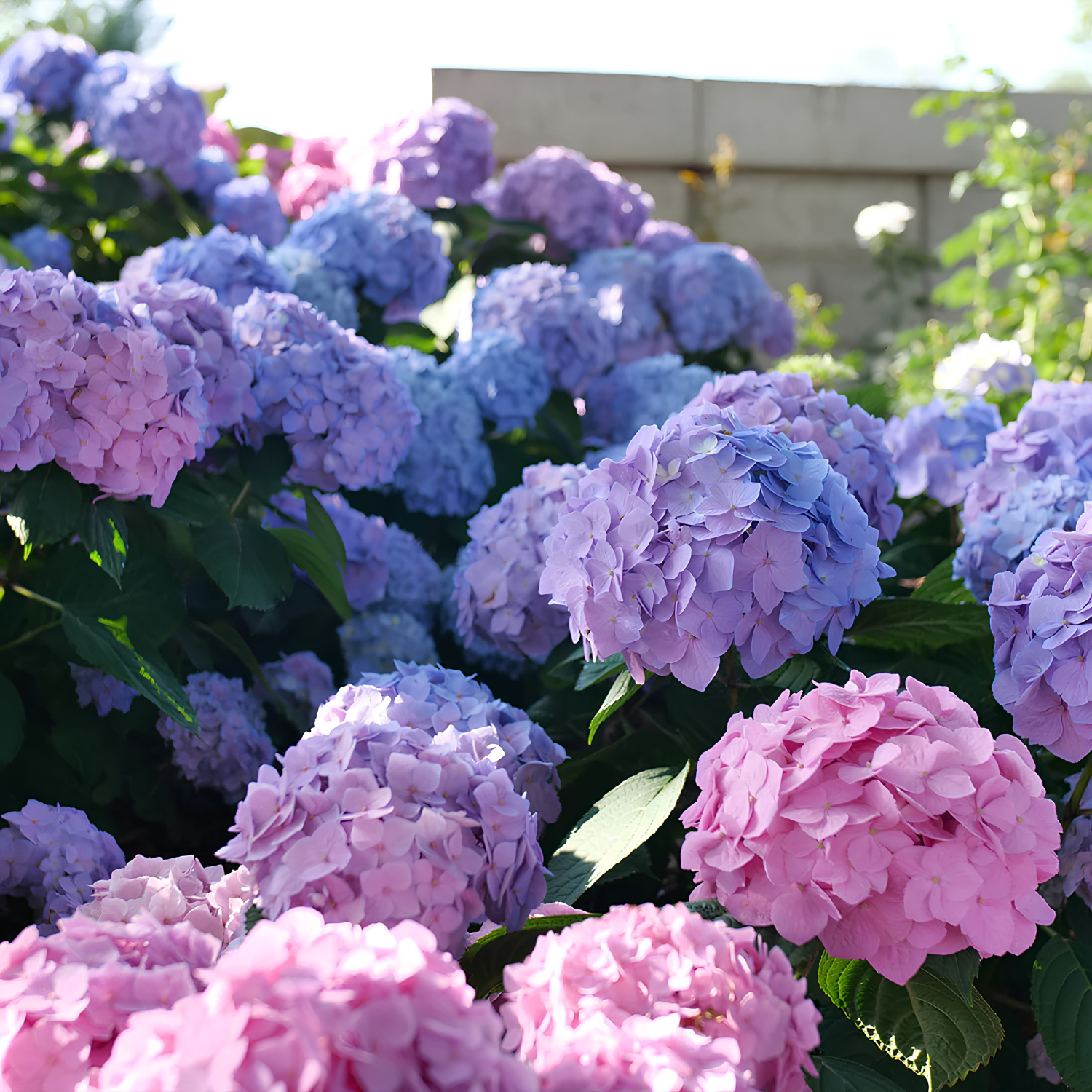 A close-up outdoor shot of blooming hydrangea flowers in soft pink and lavender-blue tones with green leaves, set against a blurred garden background.