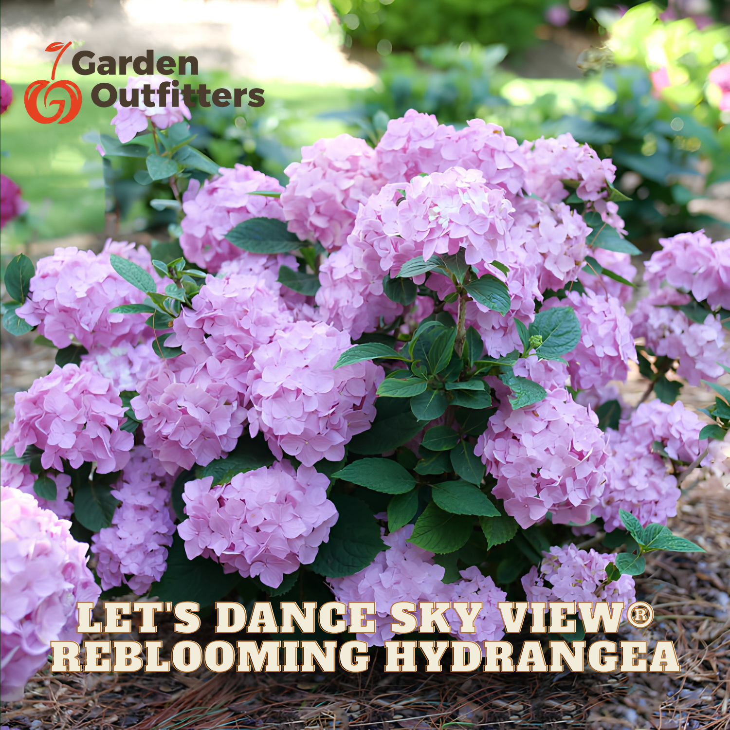 A close-up of a blooming hydrangea bush with light pink flower clusters and green leaves, photographed outdoors in a garden setting. Text overlays read 'Garden Outfitters' and 'LET'S DANCE SKY VIEW REBLOOMING HYDRANGEA'.