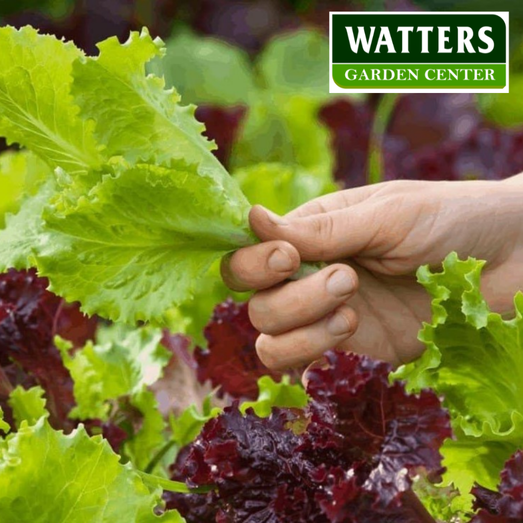ASSORTED LETTUCE 6pk