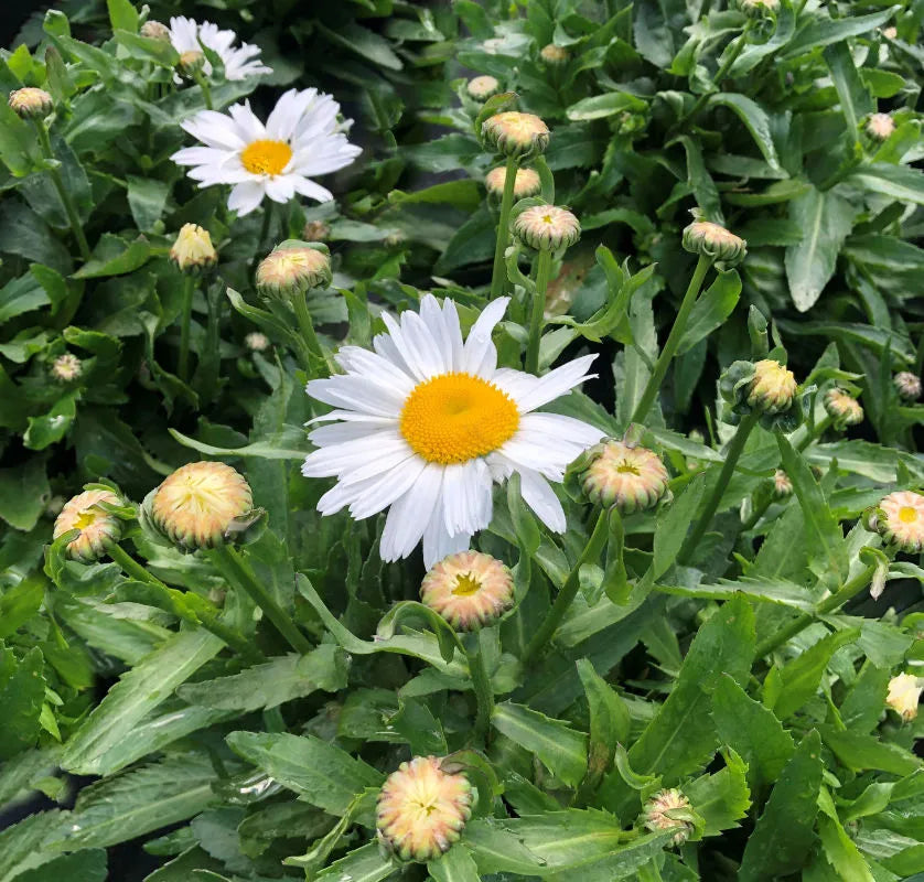 MADONNA SHASTA DAISY 1gal