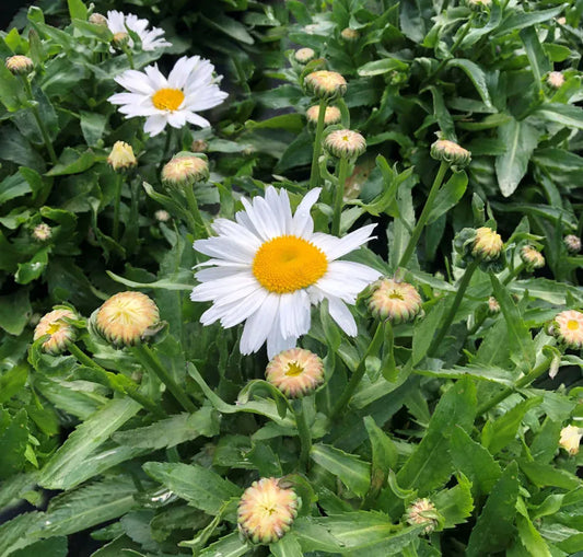 MADONNA SHASTA DAISY 1gal