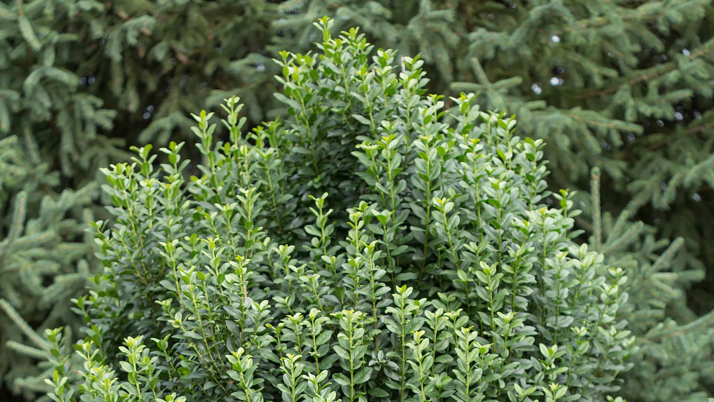 STRAIGHT TALK PRIVET 3gal