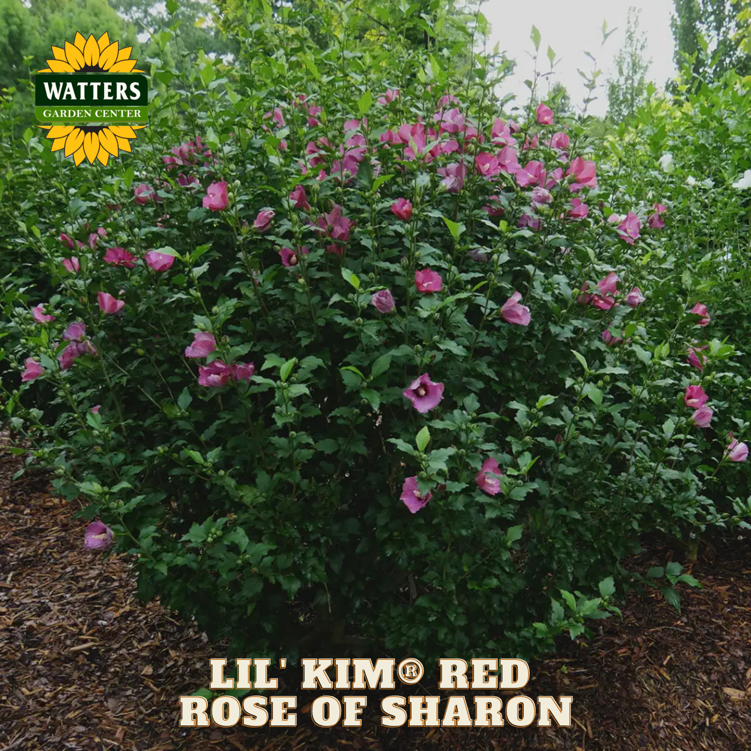 Pink flowering bush with 'Watters Garden Center' logo and 'Lil' Kim Red Rose of Sharon' text.