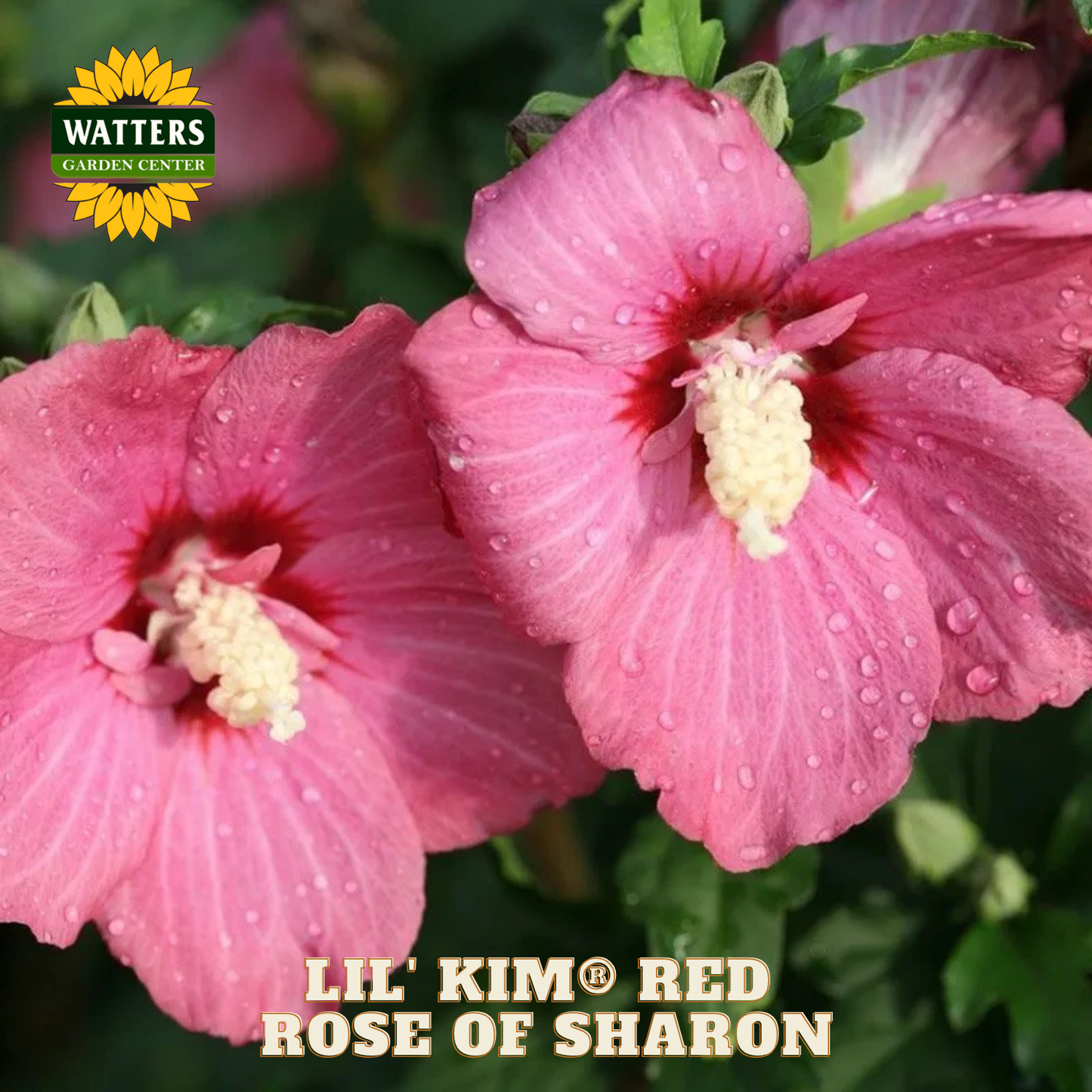Pink flowers with water droplets and 'Watters Garden Center' logo.