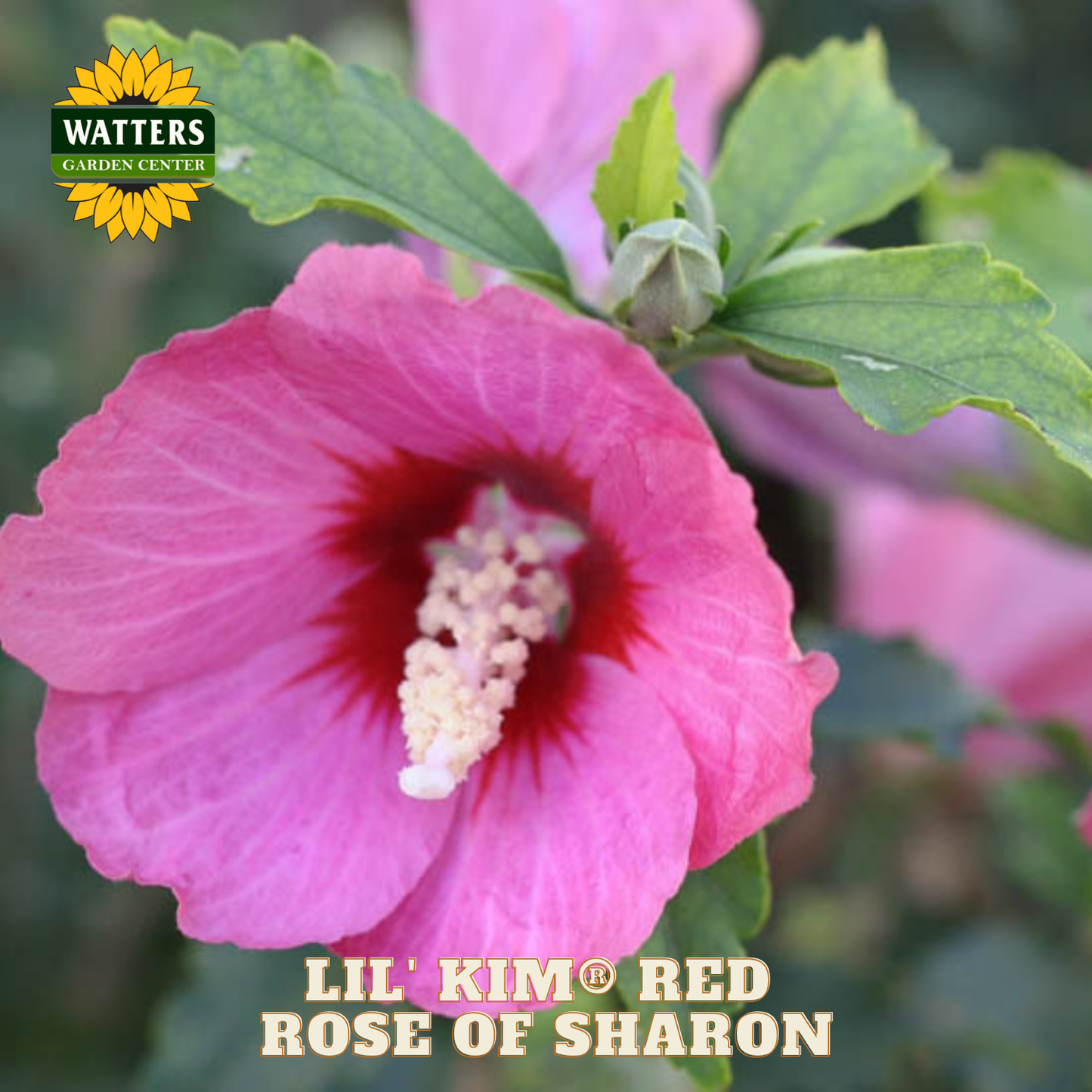 Pink flower with green leaves and Watters Garden Center logo.