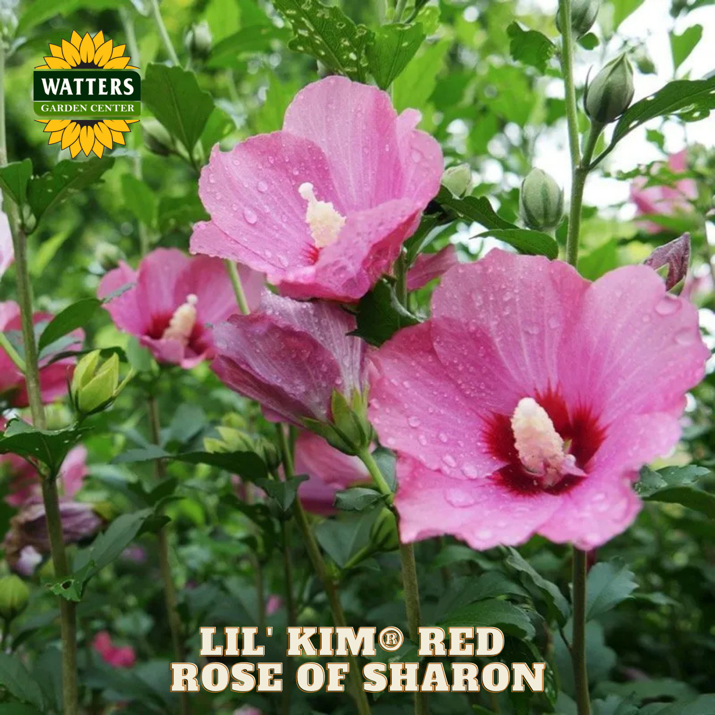 Pink flowers with water droplets on leaves, labeled 'Lil' Kim Red Rose of Sharon' with Watters Garden Center logo.