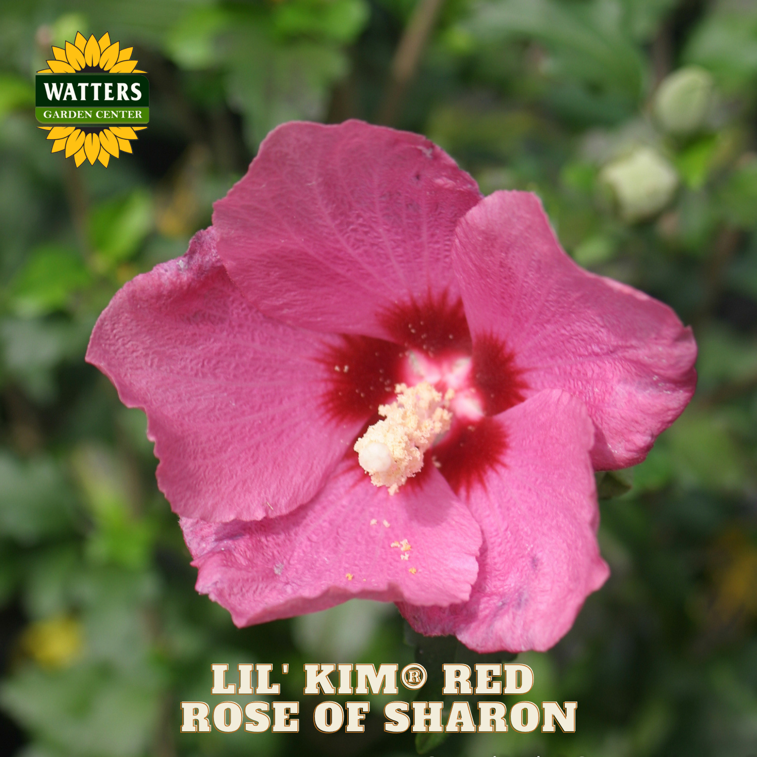 Pink flower with red center labeled 'Lil' Kim Red Rose of Sharon' from Watters Garden Center.