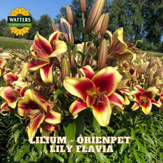 Yellow and red blooms of the Lilium Lily Flavia plant. Watters Garden Center logo in the upper left corner.