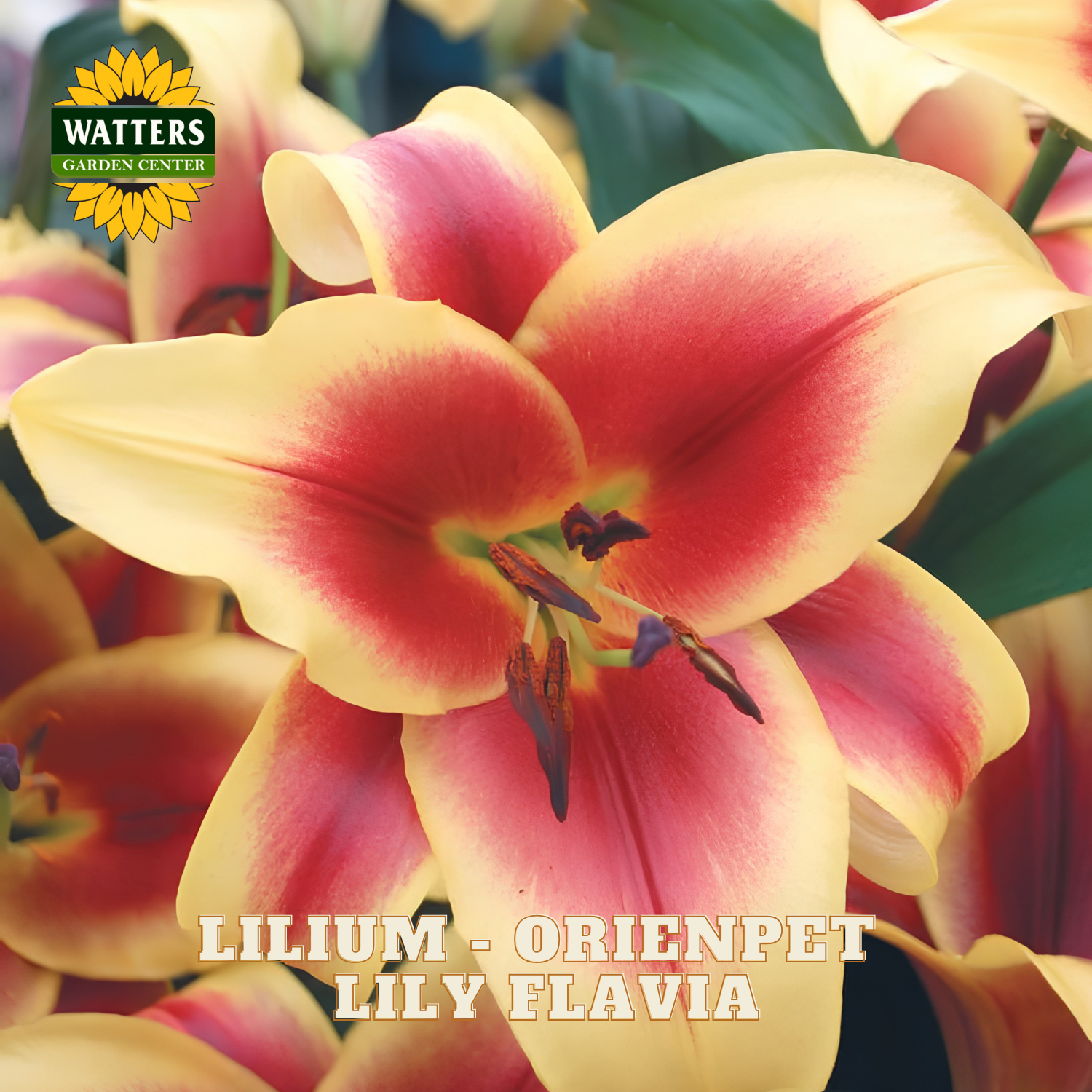 Closeup of yellow and red flower of the Lilium Lily Flavia plant. Watters Garden Center logo in the upper left corner.