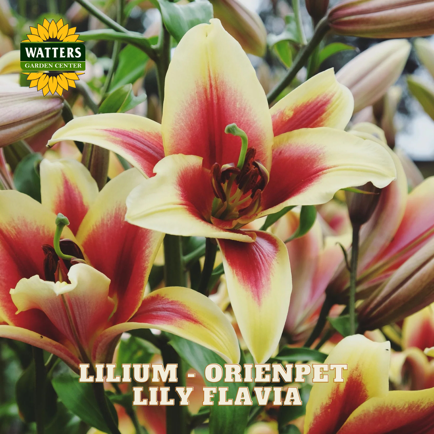 Yellow and red blooms of the Lilium Lily Flavia plant. Watters Garden Center logo in the upper left corner.