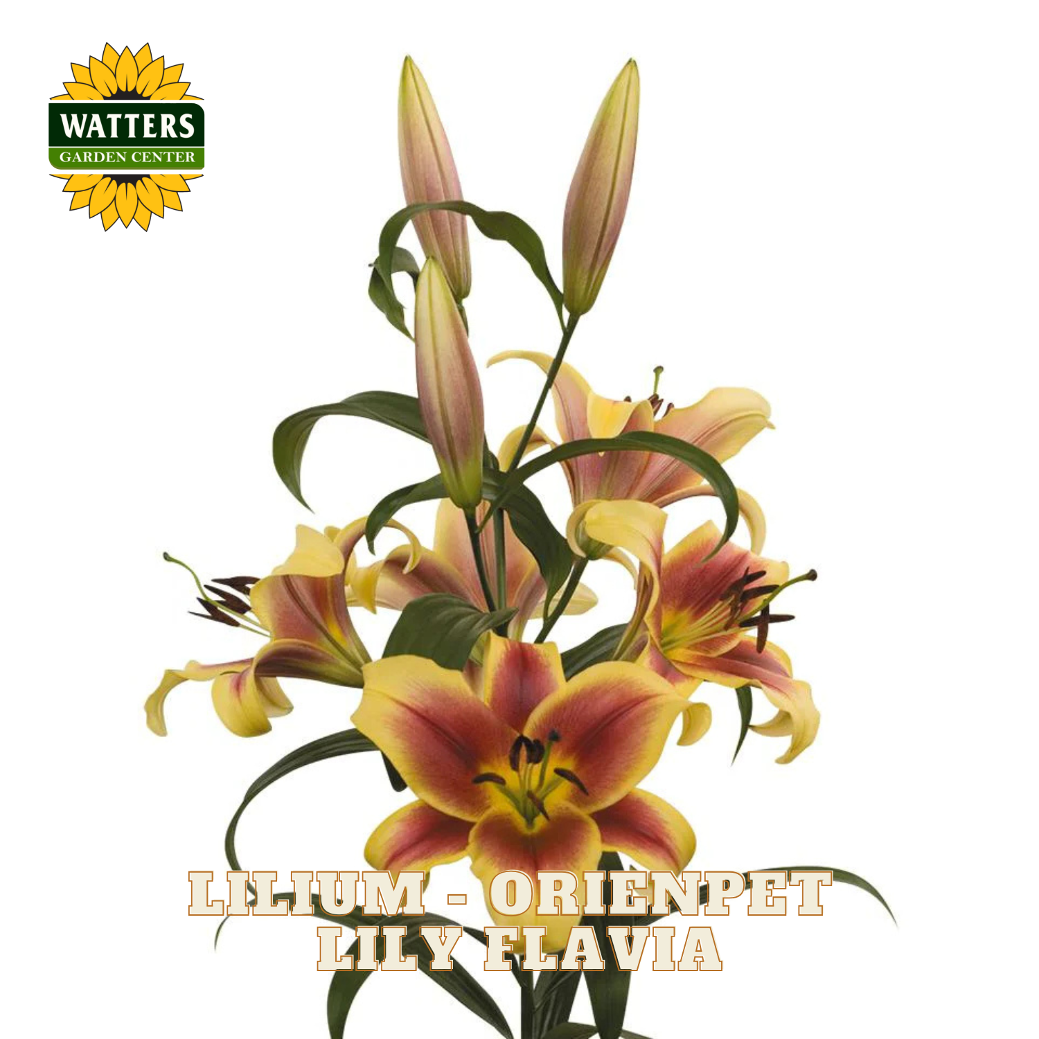 Yellow and red blooms of the Lilium Lily Flavia plant. Watters Garden Center logo in the upper left corner.