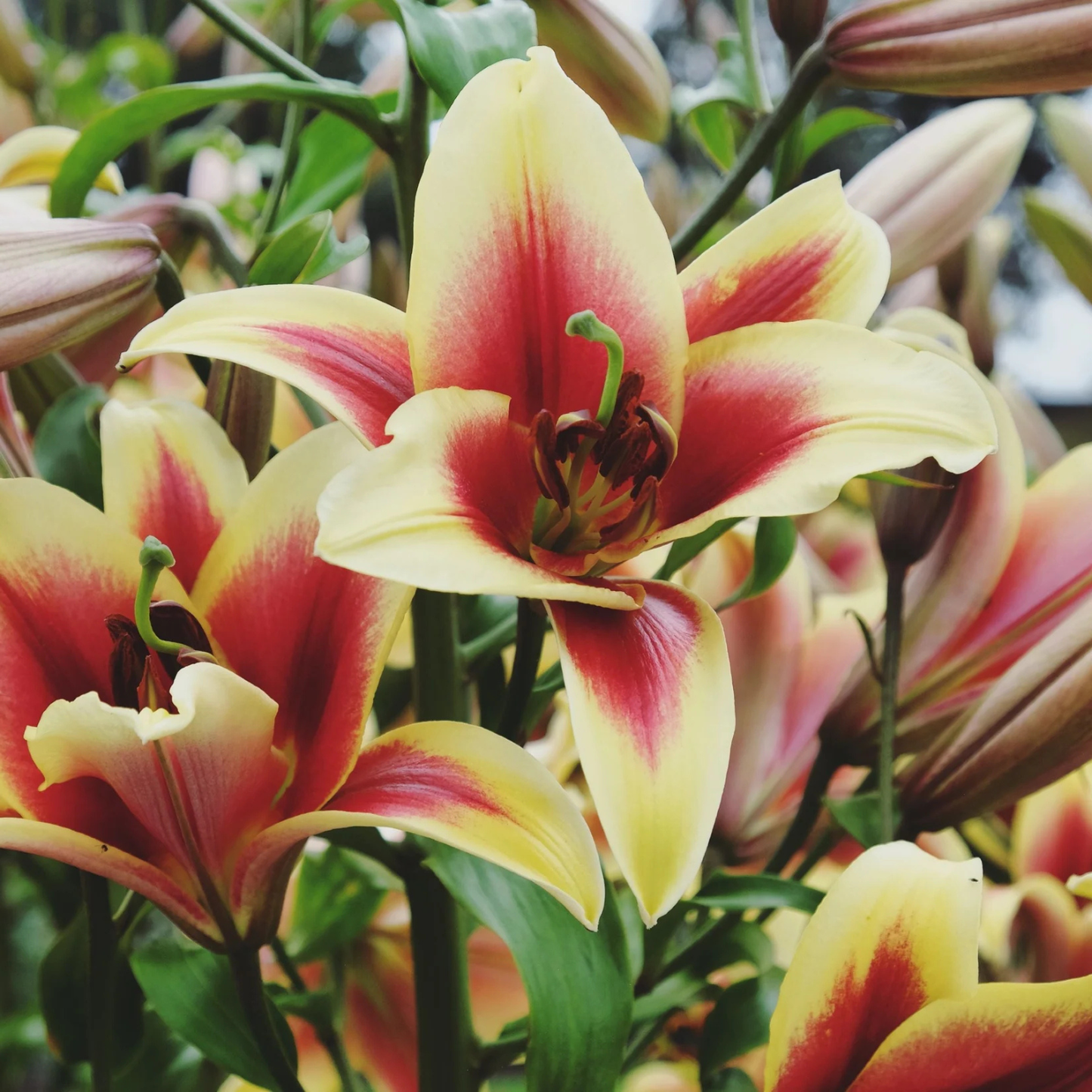 Yellow and red blooms of the Lilium Lily Flavia plant. Watters Garden Center logo in the upper left corner.