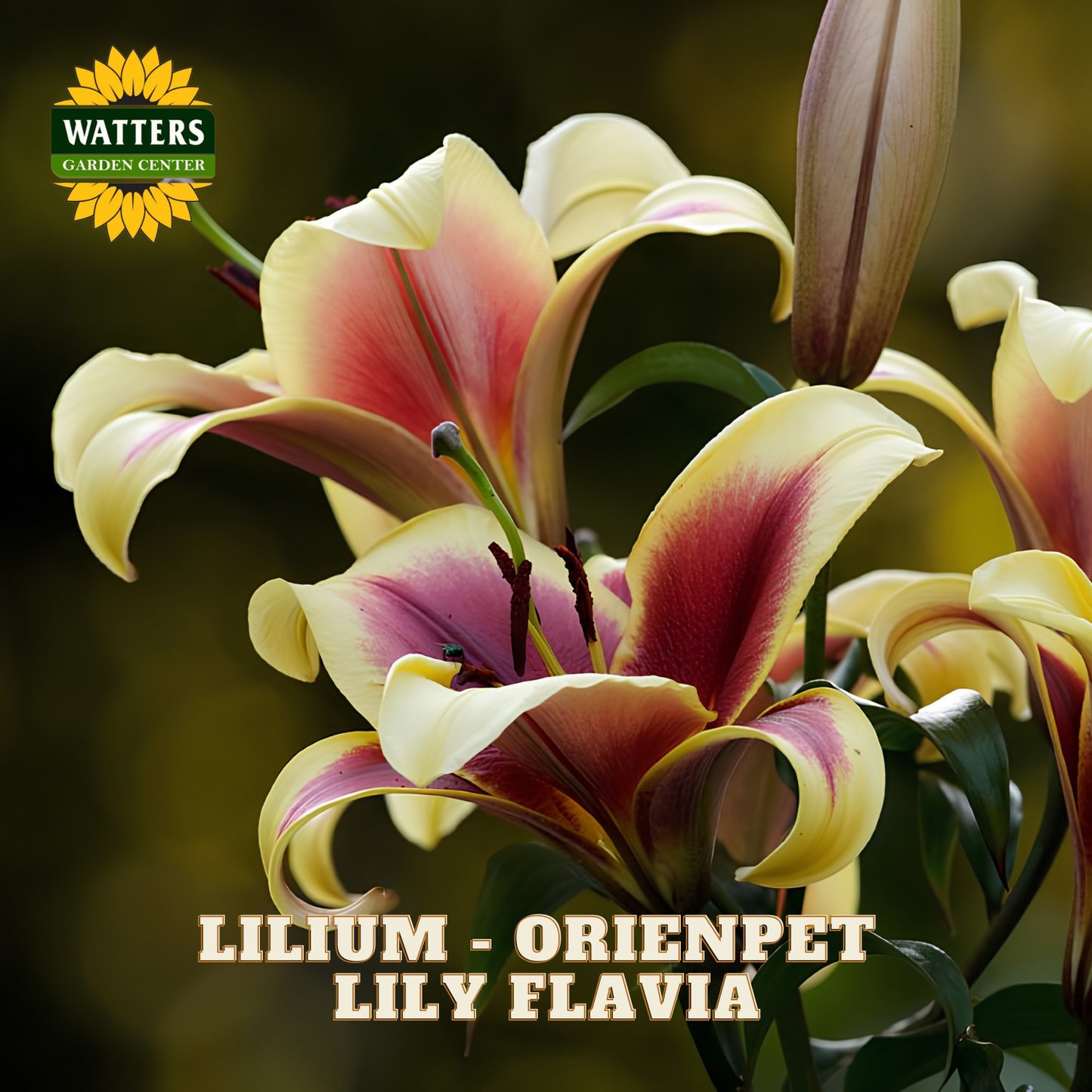 Yellow and red blooms of the Lilium Lily Flavia plant. Watters Garden Center logo in the upper left corner.