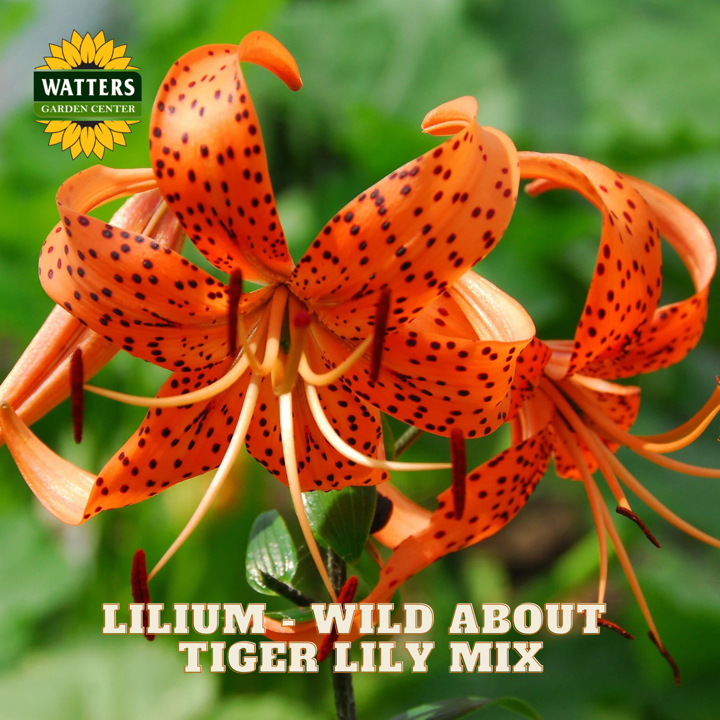 Orange bloom of the Tiger Lily Mix Lilium plants. Watters Garden Center logo in upper left corner.