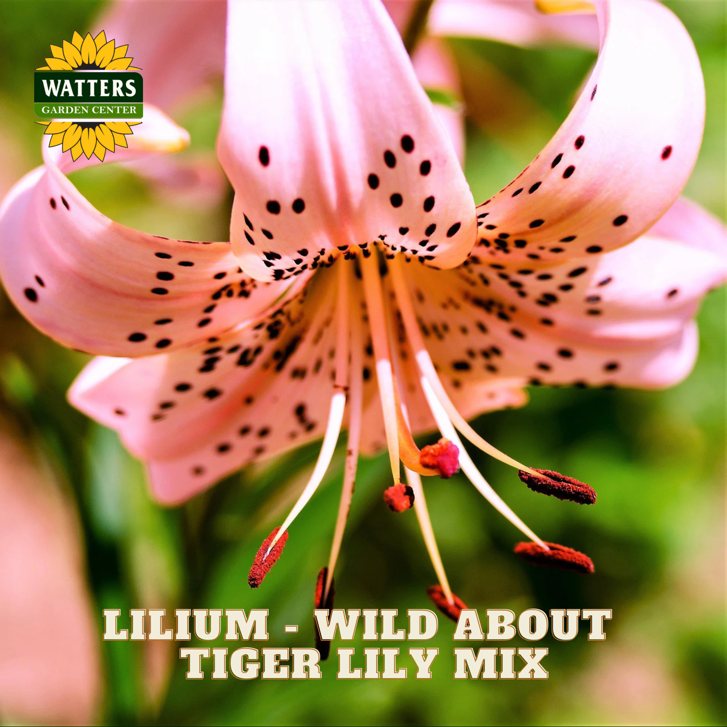 Pink bloom of the Tiger Lily Mix Lilium plants. Watters Garden Center logo in upper left corner.
