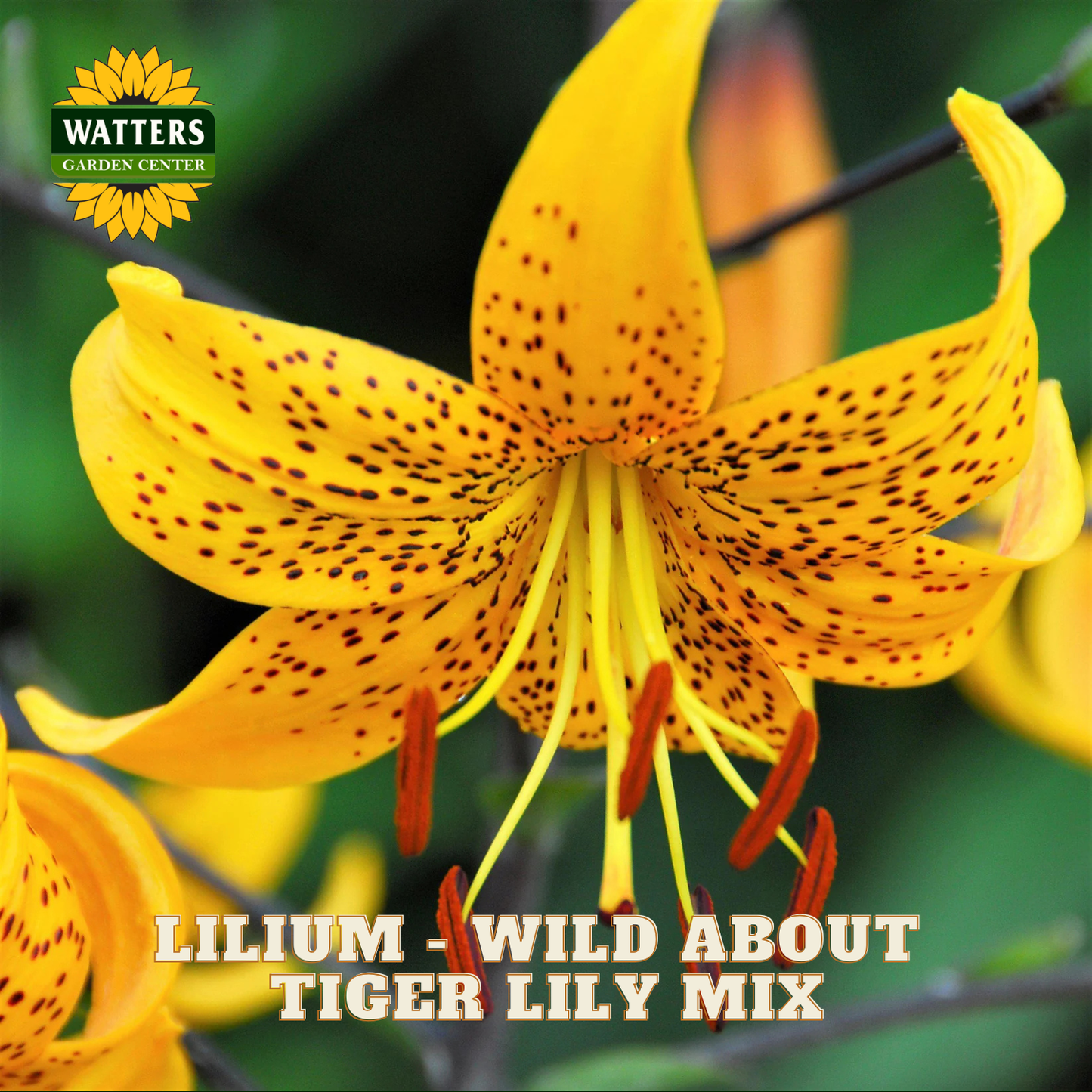 Yellow bloom of the Tiger Lily Mix Lilium plants. Watters Garden Center logo in upper left corner.