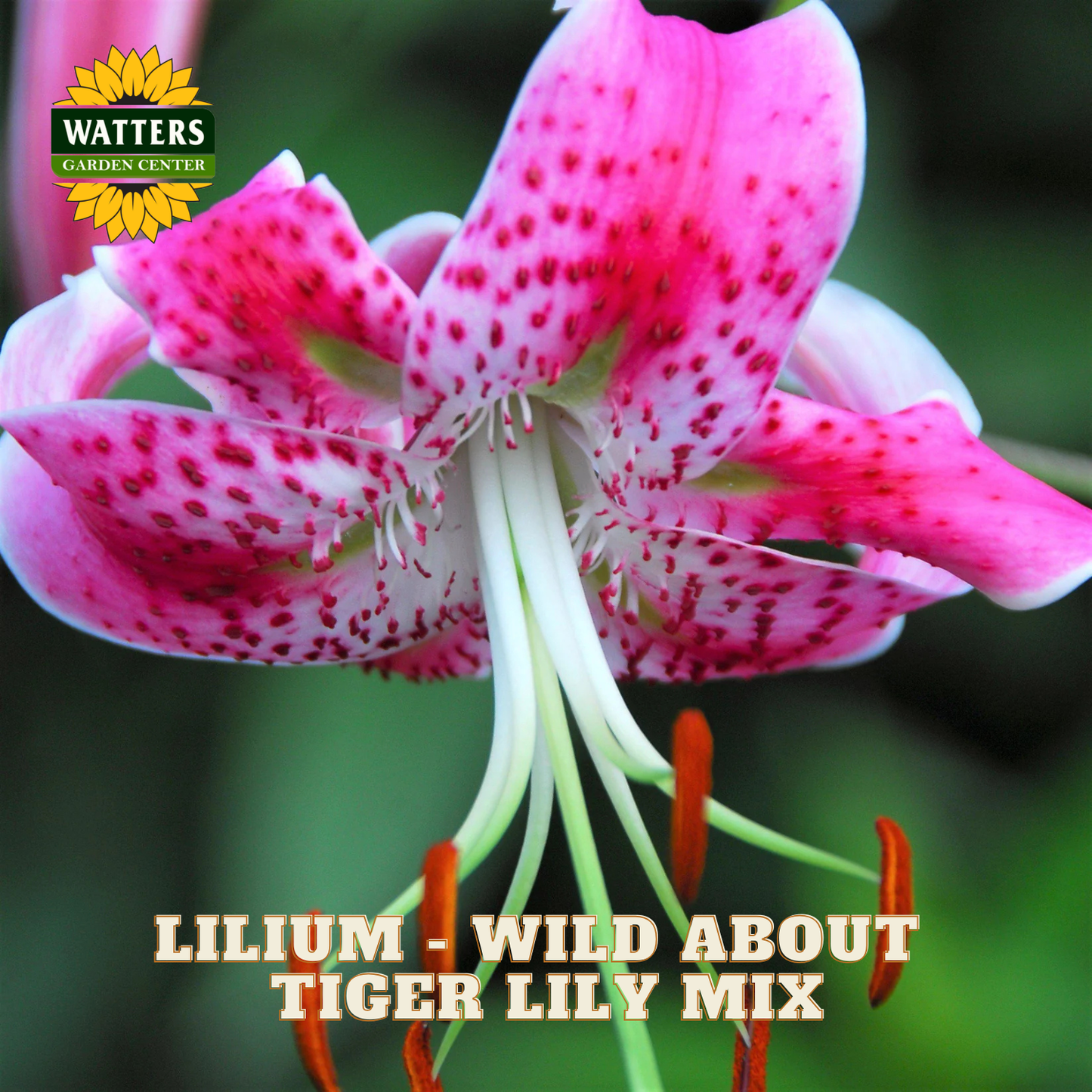 Pink bloom of the Tiger Lily Mix Lilium plants. Watters Garden Center logo in upper left corner.